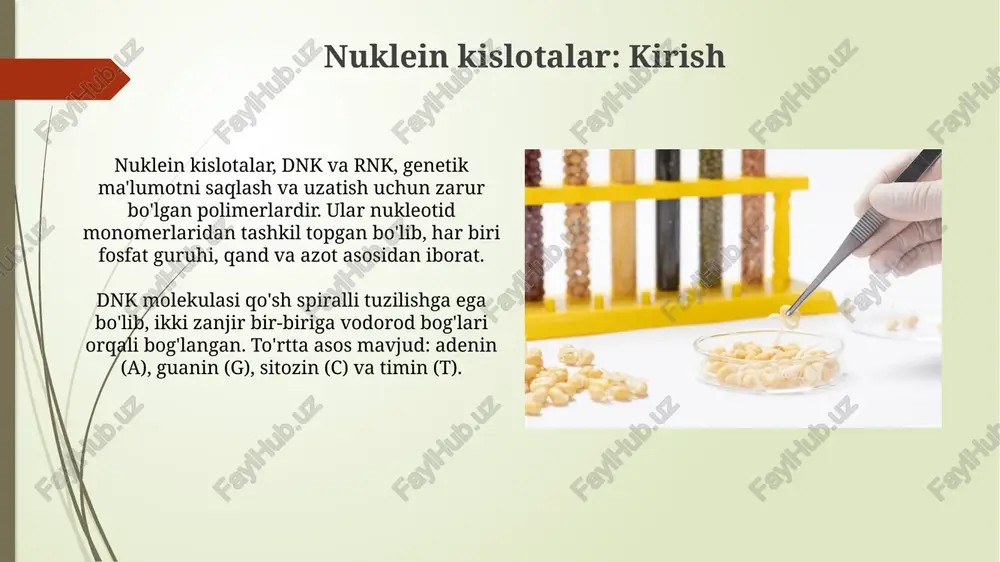 esa ribosomal proteinlar sintezini oshiradi va hujayra o'sishini rag'batlantiradi. o'sish omillari va gormonlar o'sish omillari, masalan, epidermal o'sish omili (egf), hujayra proliferatsiyasini 10-20 marta oshirishi mumkin, bu esa protein sintezi tezligini oshiradi. insulin kabi gormonlar, ribosoma faolligini oshirib, protein sintezini tezlashtiradi, ayniqsa, mushak to'qimasida glukoza kiritilishini 2-3 barobar oshiradi. oziqlanishning ta'siri oziqlanishning ta'siri ribosomal faoliyatga ta'sir qiladi, oqsil sintezining 70s subbirliklari hosil bo'lishiga va boshlang'ich faktorlarning mavjudligiga bog'liqdir. malnutrisiya transfer rnk (trnk) zaxirasining pasayishiga olib kelishi mumkin, bu esa muayyan aminokislotalarga bog'liq bo'lgan oqsil sintezining tezligini cheklaydi. protein sintezi ingibitorlari: umumiy ma'lumot protein sintezi ingibitorlari ribosoma bilan bog'lanib, peptid bog'lanishini yoki translokatsiyani to'xtatadi, bu esa 70s ribosoma yoki 80s ribosomani nishonga olishi mumkin. ko'pgina antibiotiklar, masalan tetrasiklinlar, protein sintezini ingibitorlari bo'lib, bakterial ribosomalarning 30s subunitiga ta'sir etadi va trna bog'lanishiga xalaqit beradi. antibiotiklar antibiotiklar, masalan tetratsiklinlar, bakterial ribosomalarning 30s subbirligiga bog'lanib, aminotsil-tr nning a-saytga bog'lanishini bloklaydi, natijada oqsil sintezi to'xtaydi. …