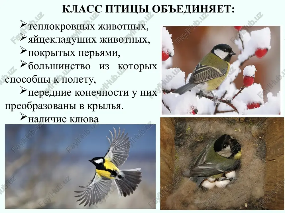 tika ptitsi – pozvonochnie, sposobnie k aktivnomu poletu. u ptits poyavilsya perevoy pokrov, kotoriy ne tolko pozvolil ptitsam letat, no i xorosho soxranyal teplo tela. absolyutnoe bolshinstvo vidov letaet blagodarya tomu, chto ix perednie konechnosti preobrazovani v krilya. sposobnost k poletu, bez utrati sposobnosti xodit po zemle i lazat po vetvyam. tonkaya dvusloynaya koja lishena jelyoz (v tom chisle potovix) i pokrita puxom i peryami, proizvodnimi epidermisa, kotorie rastut tolko na opredelennix uchastkax — pteriliyax (apterii ogoleni). kojnie pokrovi i operenie u osnovaniya xvosta imeetsya edinstvennaya narujnaya jeleza – kopchikovaya. eyo videleniyami ptitsa smazivaet svoi perya, kotorie za schyot etogo ne namokayut i stanovyatsya uprugimi i elastichnimi. endokrinnie jelezi ptitsi: neyrogumoralnaya i gumoralnaya regulyatsii. jelezi vnutrenney sekretsii: shitovidnaya, zobnaya, parashitovidnaya, gipofiz, nadpochechnie jelezi, polovie. obshaya xarakteristika perya imeyut poliy sterjen, nijnyaya chast kotorogo (ochin) pogrujena v koju. ot verxney chasti otxodyat dva opaxala, imeyushie razlichnoe stroenie v zavisimosti ot vipolnyaemoy …
