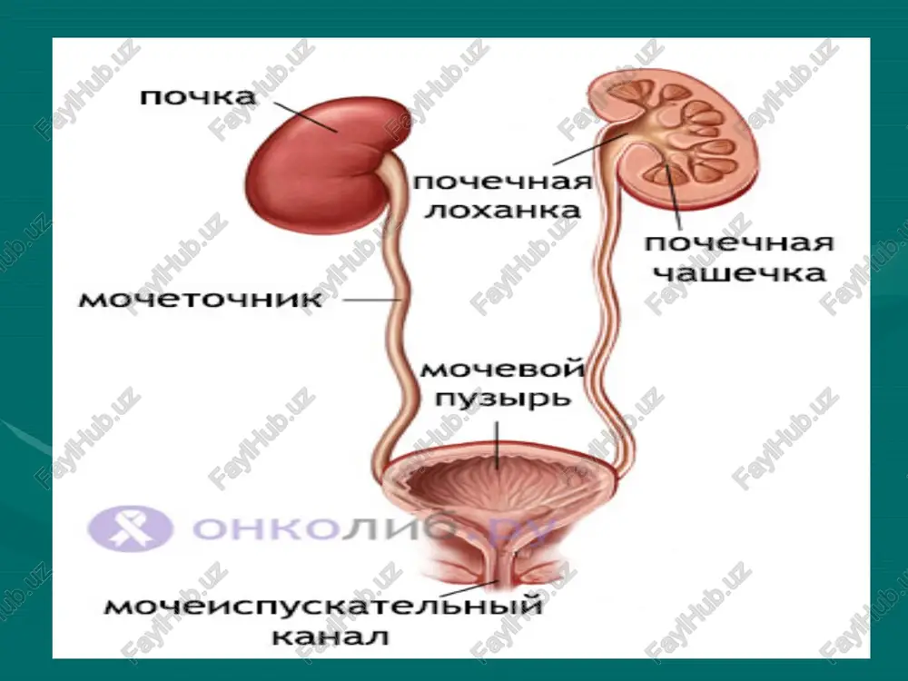 o'sma g2 – o'rtacha takomillashgan o'sma g3 – past takomillashgan o'sma g4 – takomillashmagan o'sma o'smaning takomillashgan darajasi і bosqich t1 n0 m0 іі bosqich t2 n0 m0 ііі bosqich t1 n1 m0 t2 n1 m0 t3 n0-1 m0 іv bosqich t4 n0-1 m0 har qanday t n2 m0 har qanday t har qanday n m1 buyrak rakining klinik belgilari metastaz bo'lganda xos belgilar: o'pkaga metastazda -yo'tal va qon tupurish, suyaklarga metastazda - og'riq,patologik sinish,orqa miya kompressiyasi,bosh miyaga metastazda nevrologik simptomatikani rivojlanishi kuzatiladi. buyrak rakining klinik belgilari mahalliy simptomlar umumiy simptomlar belda og'riq palpatsiyalanadigan o'sma borligi gematuriya varikotsele anemiya soeni ko'tarilishi ishtaha yo'qligi ozib ketish holsizlik arterial gipertenziya diagnostika buyrak rakining diagnostikasi laborator tekshiruvlar instrumental tekshiruvlar gemoglobin mikdorini aniklash (odatda gematuriya xisobida past bshladi) echt aniklash(odatda yukori buladi) kreatinin va mochevina (buyrakni funktsional xolati), shelochnaya fosfataza ( jigar va suyaklarda metastaz bshlsa uzgaradi); onkomarker tu m2 - pk, scc, ca …