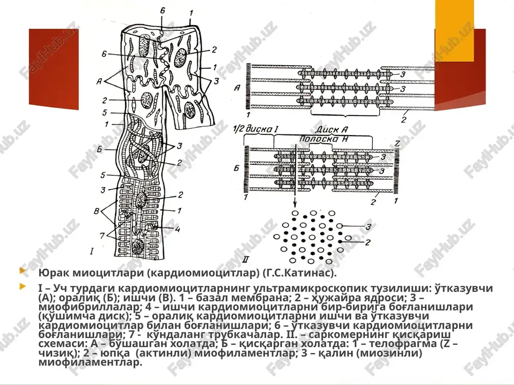 ”; 4) qrs = 0,07 – 0,09”; 5) q-t = 0,33”; 6) s-t = 0,25”; 7) q:r = 1:4; 8) p:t:r = 1:3:9. fonokardiografiya. 1) 1 ton s tishiga mos keladi, 4 – 8 ta ostsillyatsiyadan iborat; 2) іі ton t tishini oxiriga mos keladi, 2 – 3 ta ostsillyatsiyadan iborat. 1845 yil aka-uka e. va g. veberlar birinchi boo'lib, adashgan nervning yurakka ta'sirini ko'rsatib berishgan. ular bu nervlar ta'sir etilganda, yurak ishi sekinlashganini va hatto diastolada butunlay to'xtab qolganligini kuzatishgan. adashgan nervni qirqib, periferik uchini elektr toki bilan ta'sir etilsa, yurak qisqarishlari sekinlashadi. bu ta'sir manfiy xronotrop effekt deyiladi. bir vaqtning o'zida yurak qisqarishlari amplitudasi pasayadi. bu hodisa manfiy inotrop effect deb ataladi. yurakda qo`zg'alishlarning o 'tish tezligi kamayadi. bu esa manfiy dromotrop effekt deb ataladi. yurak muskullarining qo'zg'aluvchanligi kamayadi bu hodisa manfiy batmatrop effekt deb ataladi. yurak faoliyatining gumoral boshqarilishi. qonda aylanib yurgan barcha biologik faol moddalar yurak …