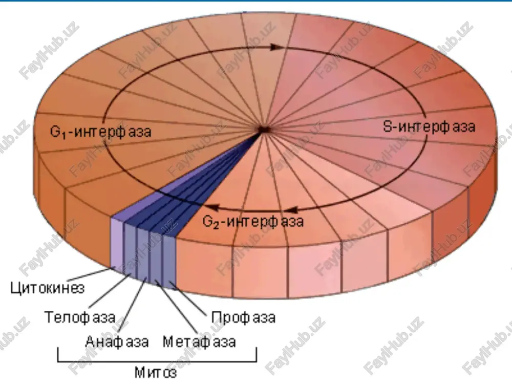 xromosoma. hujayraning hayot sikli. mitoz. meyoz - Page 3