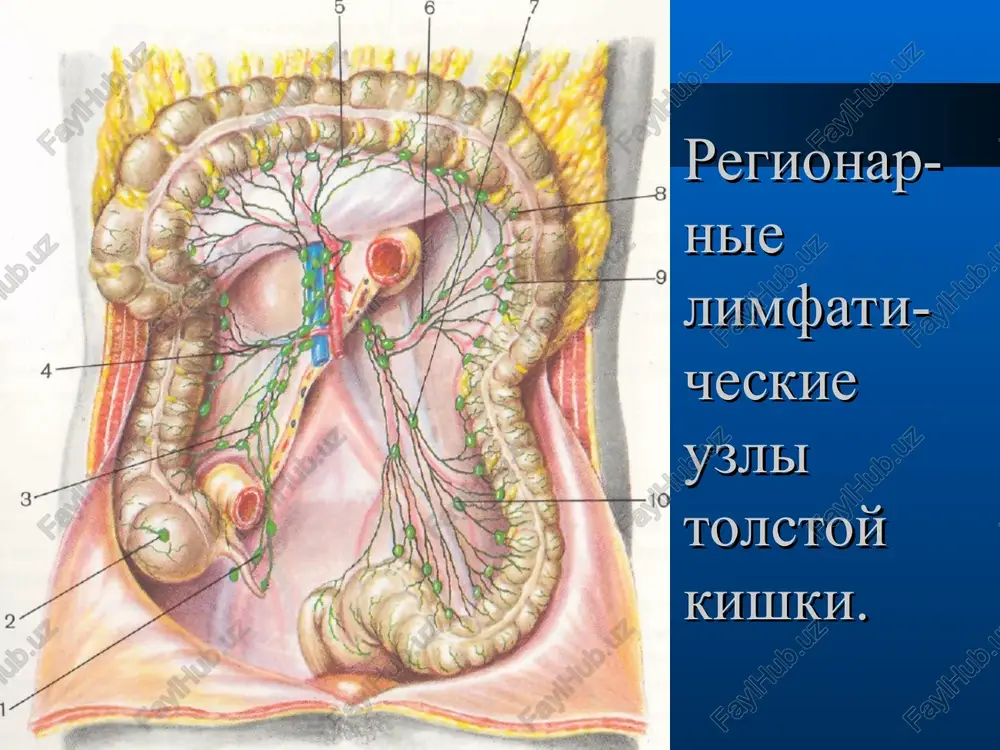 , sliz v stule boli v levom podrebere v levoy podvzdoshnoy oblasti klinicheskie simptomi pri rake pryamoy kishki izmeneniya ritma defekatsii zapori tenezmi izmeneniya formi stula primes krovi, gnoya, slizi, op.mass v stule bol (usilivaetsya pri defekatsii) kishechnaya neproxodimost oslojneniya raka tolstogo kishechnika krovotecheniya (75-90%) ostraya, xronicheskaya, chastichnaya, polnaya kishechnaya neproxodimost perforatsiya - peritonit - flegmona zabryushinnogo prostranstva - flegmona malogo taza penetratsiya (formirovanie svishey) tromboticheskie oslojneniya (12-15%) problemi diagnostiki rtk diagnosticheskie oshibki – pri pervichnom osmotre u 10-15% bolnix rtk pravilno ustanavlivaetsya diagnoz pozdnee obrashenie k spetsialistu – pri poyavlenii pervix priznakov -30%,cherez 6 mes. - 30% i cherez 1 god - 40% patsientov pri pervichnom obrashenii ustanavlivaetsya: u 42% lokalnaya opuxol, u 38% regionarnie metastazi, u 20% otdalennie metastazi, prichem v 80-85% sluchaev v pecheni metodi diagnostiki rtk osmotr i palpatsiya analnoy zoni palpatsiya paxovix oblastey paltsevoe issledovanie pryamoy kishki (65-80%) vaginalnoe issledovanie rektoskopiya biopsiya kontrastnoe rentgen obsledovanie …