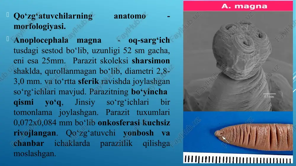 rning 60 va toylarning 100% i anoplosefalidlar bilan invaziyalanadi. hayvon ichagida sestodalar juda ko‘p (a.perfolliata 900, p.mamillana 100, a.magna 120) nusxaga yetishi mumkin. otlar odatda yuqorida eslatilgan uchta qo‘zg‘atuvchisi bilan birdaniga invaziyalanishi mumkin. klinik belgilari. kasallik belgisi qo‘zg‘atuvchi sestodaning ichakdagi soniga, hayvonning yoshiga, qarshi ko‘rasha olish holatiga bog‘liq. boshqa kasallik bilan zararlangan hayvonlarda anoplosefalidoz juda og‘ir o‘tadi. otlar yengil koʻrinishda kasallanganda, ularning o‘sishi va rivojlanishi sekinlashadi, ishtahasi pasayadi, qorni kattalashib, junlari hurpayadi, hayvonlarning ichi ketadi. o‘lim bilan tugaydigan og‘ir formada kasallangan hayvonning ahvoli birdaniga og‘irlashadi, ishtahasi bo‘lmaydi, ko‘p yotadi, ayrim vaqtlarda boshini orqaga tashlaydi, yurak urishi va nafas olishi tezlashadi. tez-tez holdan ketadi, qulaydi, sanchiqlar paydo bo‘ladi. toychalar ko‘p yotadi, qorniga qarayveradi. kasallik taxminan bir yarim oygacha davom etib, hayvon kundan kunga ozadi, qoni kamayadi, 1 mm³ dagi qizil qon tanachalarining soni 3-2 milliontagacha kamayadi. soe (eritrositlarning cho‘kish tezligi) ortadi. patologoanatomik o‘zgarishlar. anoplosefalidozdan o‘lgan hayvonning jasadi oriq, ingichka ichak devorlarining …