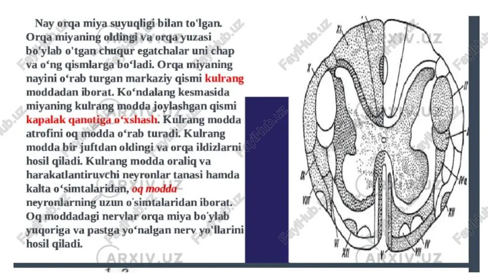 murtqasi 7ta bo‘lib, yuqoridagi 2 tasidan tashqari hammasi yassi umurtqa, tanasi kichkina, umurtqa ravog‘i uchburchak shaklida va umurtqa teshigini chegaralab turadi. umurtqa ravog‘idan yuqoriga va pastga qarab, bo‘g‘im o‘siqlari chiqadi va orqa tomonga o‘tkir qirrali o‘siq ketadi. ko‘ndalang o‘sig‘i 2ta o‘siqdan iborat. ko‘ndalang teshik bu o‘siqlarni bir- biridan ajratib turadi. uning oldingi tomonida qovurg‘a o‘sig‘i bor. ko‘ndalang o‘siqda teshik borligi barcha bo‘yin umurtqalarning xarakterli belgisidir. uning yuqori yuzasidan chuqur egat o‘tadi. bunda orqa miya asabi tomiri joylashgan, uning oldingi va orqadagi do‘mboqlari mavjud. olti bo‘yin umurtqasi ko‘ndalang o‘sig‘idan oldingi do‘mboqchasi boshqa bo‘yin umurtqalaridan ko‘proq o‘sgan. bu do‘mboqchadan uyqu arteriyasi o‘tadi. birinchi umurtqaning o‘tkir qirrali o‘sig‘i yo’q 2-6-o‘sig‘ida esa ular uchli, 7-o‘sig‘i esa uzun uchi yo‘g‘onlashgan bo‘lib, uni teri ostidan paypaslab topish mumkin. birinchi bo‘yin umurtqasi (atlant) kalla suyagiga birikkan, uning tanasi va o‘tkir qirrali o‘sig‘i yo‘q. u oldingi va orqa ravoqlaridan tuzilgan suyak halqadir. uning ravoqlarida yon massalari va yuqori …