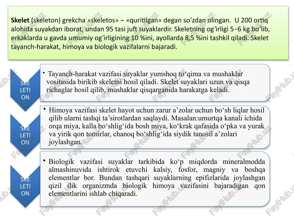 uyaklarning ichki tuzilishini ularni arralab qaragandagina ko'rish muinkin. ular ikki xil moddadan, zich (qattiq) va g'ovak modda (ko'mik)dan iborat. zich modda yaxlit massaga o'xshab ko'rinadi, g'ovak modda esa ingichka xoanalar to'ridan iborat bo'lib, bir-biri bilan chalkashib, har xil burchaklar hosil qiladi. ular orasida mayda katak (bo'shliq) lar vujudga keladi. qattiq moddalar suyaklarning tashqi qismida, g'ovak moddalar esa ichki qismida joylashgan. serbar suyaklarda g'ovak moddalar juda kam bo'lib, zich moddalarning ikki plastinkasi orasida yupqa ko'mik holatida uchraydi. kalla suyagining qopqoq qismidagi g'ovak moddalar ikki qavat nomi bilan yuritiladi, ana shu suyaklar­ning ichki qattiq plastinkasi shishasimon plastinka deyiladi. chunki u tashqi plastinkadan yupqa bo'lib, organik moddasi kam va mo'rt. ser­bar suyaklarning ba'zi joylarida umuman g'ovak moddalar bo'lmasligi mumkin, unda zich moddaning tashqi va ichki plastinkalari birbiriga yopishib, bitta butun qavat hosil qiladi. kalta suyaklar faqat g'ovak moddalardan iborat bo'lib, tashqi qismi esa yupqa zich modda plastin­kasi bilan qoplangan. suyaklar qattiq va elastik …