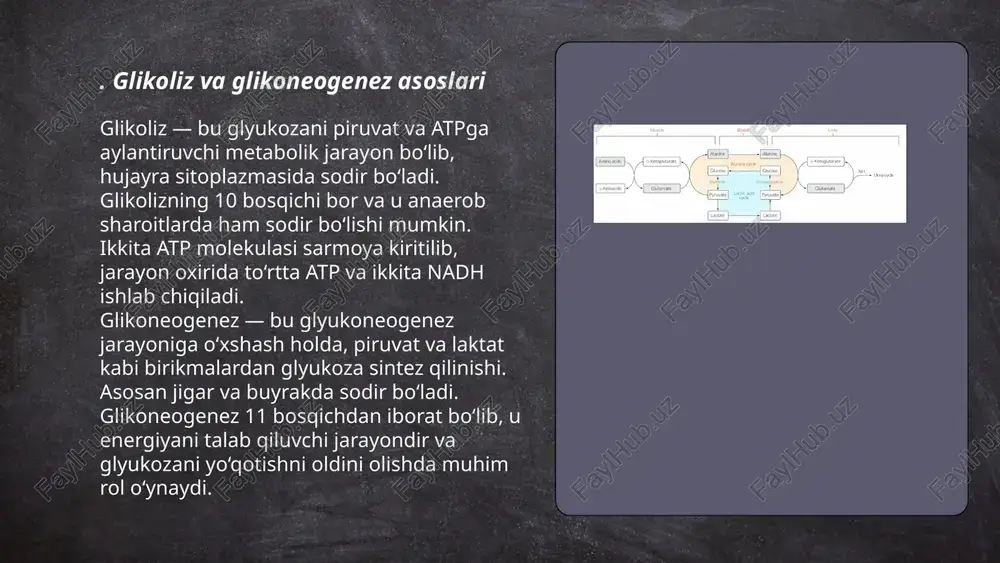 radi va qon shakar darajasini pasaytiradi. glukagon esa qarama-qarshi ta'sir ko'rsatib, glikoneogenezni faollashtiradi, bu jigar hujayralarida glyukozaning yangidan sintezlanishini qo'llab-quvvatlaydi va qon shakar darajasini oshiradi. insulin ko'proq ovqat hazm bo'lganidan so'ng chiqariladi, glukagon esa ochlik vaqtida faollashadi. shu bilan birga, glukagon lipidlarni ham parchalashda yordam beradi, insulin esa ularning sintezini rag'batlantiradi. bu gormonlar oqsillarning sintez va parchalanishiga ham ta'sir qiladi. ... t.me/slaydai_bot 7. atp va nadhning energiya almashinuviga ta'siri atp va nadh hujayra ichida energiya almashinuv jarayonlarini boshqarishda muhim rol o'ynaydi. atp, yoki adenozin trifosfat, energiyani saqlovchi va tashuvchi molakula bo'lib, kimyoviy reaktsiyalar va hujayra funktsiyalari uchun zarur energiyani ta'minlaydi. nadh esa, niktotinamid adenin dinukleotidning reduslangan shakli bo'lib, elektron tashuvchi sifatida hujayra nafas olish jarayonida qatnashadi. krebs tsiklida va oksidlovchi fosforlanish jarayonida nadh elektronlarni mitoxondrial elektron transport zanjiriga o'tkazadi va natijada atp sintezlanadi. ushbu jarayonlar energetik balansni ta'minlab, hujayra faoliyatini qo'llab-quvvatlaydi. ... t.me/slaydai_bot glikoliz va glikoneogenezning tartibga solinishida allosterik nazorat …