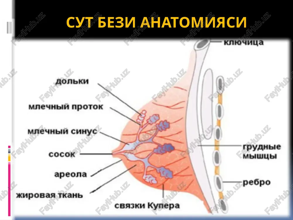 ak (infiltratsiyalashgan kartsinoma 1,2 va 3 xoflilik darajasi) sut yullari sut bulaklari mutsinoz tubulyar apokrin 3.aloxida variantlar pedjet raki yaligllangan raki gistopatologik gradatsiyasi g gx- differentsiatsiyasi darajasini aniklashi imkoni yuk g1-yukori differentsiatsiyalashgan usma g2- urta differentsiatsiyalashgan usma g3- past differentsiatsiyalashgan usma g4- differentsiatsiyalashmagan usma metastazlanish yullari metastazlanish : 1.sut bezining sut yullari buyicha 2.limfa yoriklari 3.kapilyarlar va kon tomirlar orkali turli tukimalarga va organlariga ketadi. 1-areola atrofi limfa tomirlari (canne) 2-paramammar limfatik tugunlar: a-bertils tuguni; b- sargius tuguni 3- lateral qo'ltiq osti limfa tugunlari 4- markaziy qo'ltiq osti limfa tugunlari 5- kurak osti limfa tugunlari 6- o'mrov osti limfa tugunlari 7- o'mrov usti limfa tugunlari 8- parasternal limfa tugunlari 9-to'sh orti limfa tugunlari 10- to'sh oralig'i limfa tugunlar 11- epigastral soxa 1- paramammar l/t 2. markaziy qo'ltiq osti l/t 3. o'mrov osti l/t 4.o'mrov usti l/t 5. bo'yin chuqur l/t 6. parasternal l/t 7. kesishgan limfatik tugunlar, ikkala sut bezini …