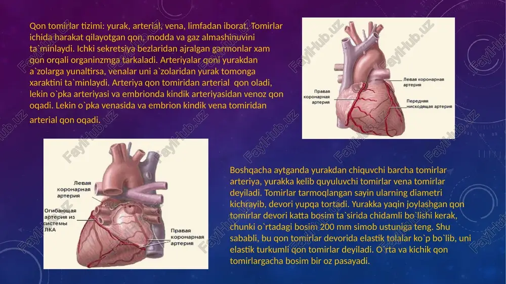 n ham kichikroq qism tuzilganligini aniqlash mumkin. asosan o`pka, jigar, buyrak, taloq kabilar kichik qismlarga bo`linadi. arterial tomirlar birin-ketin mayda tomirlarga bo`linadi: nixoyat eng mayda arteriolalar hosil bo`lib, ular devorida bir qavat mushak hujayralar bo`ladi. o`z navbatida prekapilyarlarga bo`linadi. yuqorida keltirilgan mikrotomirlar tizimi 1957 yil «mikroserkulyator» atamasi qabul kilingandan so`ng, kipriyanov va shogirdlari mikrotomirlar tizimini kashf qiladi. barcha kapilyarlar bir vaqtda ishlamaydi, ular funktsional jihatdan 3 guruhga bo`linadi. ishlab turgan kapillyar, bunda qonning barcha elementlari oqadi. plazmatik kapillyar, bunda faqat qon zardobi oqadi. yopiq kapillyar, ya`ni ishlamay turgan kapillyarlar. arteriyalarning tarmoqlanish qonuniyati qon tomirlar a`zolarning zarari tashqi ta`siridan bir qadar saqlangan holda uning ichki qismlariga joylashgan. katta qon tomirlar qo`l-oyoq suyaklarining miqdoriga mos ravishda tarmoqlanadi va pirovardida yoysimon tuzilishda bo`ladi. erkin harakat qilishga moslashgan bo`g`imlar sohasida tomirlar tor va birlashmalarni tashkil etadi. a`zolarga yo`nalayotgan qon tomirlarning hajmi va qalinligi a`zoning hajmi bilan emas, balki bajariladigan vazifasiga mos ravishda bo`ladi. qon …