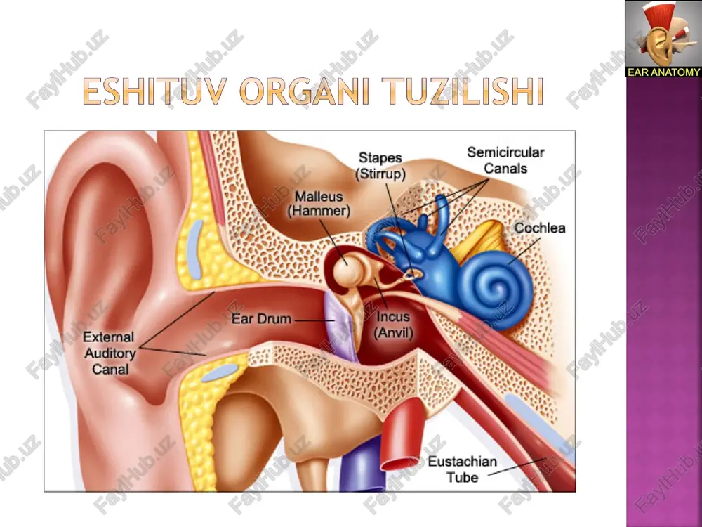 umdagi jarroxlik amaliyotlarida. o'tkazilgan kasalliklardan keyin o'rta quloqdagi o'zgarishlar. organizm reaktivligini pasayishi. sovuq qotish. maishiy va ishlab chiqarishdagi salbiy omillar. tubar (eshituv nayi orqali). transtimpanal gematogen s.pneumoniae h.influenzae notipik shakllari m.catarrhalis streptokokklarni a guruhi s.aureus kasallikni toʼsatdan boshlanishi,quloqdagi ogʼriq,eshitishni pasayishi, quloqdagi shovqin. otoskopiyada: nogʼora parda qizargan, yorugʼlik refleksi yoʼq,bolgʼacha dastasi va lateral oʼsigʼini koʼrinmasligi. otoreya,quloqdagi ogʼriqlarni kamayishi . otoskopiyada: pulslanuvchi refleks – nogʼora parda teshigidan puls bilan sinxron xolda ajralma chiqishi. ijobiy kechishi: otoreyani toʼxtashi, perforatsiya teshigini yopilishi, eshitishni yaxshilanishi. salbiy kechishi: adgeziv otitni shakllanishi,surunkali yiringli oʼrta otitni shakllanishi. antibakterial davo (ototoksik dorilardan tashqari); antigistamin dori vositalari; dezintoksikatsion dorilari i bosqich: burunga qon tomir toraytiruvchi tomchilar tomizish quloq uchun tomchilar(polideks, otinum, otipaks) sollyuks lampasi, quruq issiqlik, uvch nogora parda orqa pastki kvadranti paratsentezi, dezinfitsirlovchi vositalar qo'yish. ii bosqich : tashqi eshituv yo'li sanatsiyasi quloqqa dezinfitsirlovchi tomchilar oʼrta quloqning oʼtkir yiringli yalliglanish kasalligi bo’lib so’rgichsimon oʼsimta suyagi hujayralarini zararlanishi bilan kechadi. …