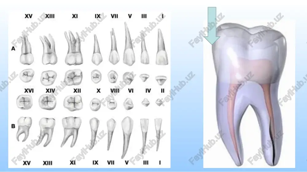 pulpitlar bolalar yoshida ko'p uchraydi 2.surunkali pulpitlar ko'pincha klinik belgisiz kechadi 3.uncha chuqur bo'lmagan karies kovagi mavjudligi 4.surunkali fibroz va gangrenoz pulpitlar yopik yoki ochiq tish bo'shlig'i bilan kechadi 5.surunkali gangrenoz pulpitlar surunkali periodontit, surunkali limfadenit va intoksikatsiyalar bilan kechishi mumkin 6.surunkali gangrenoz pulpitlarda ildiz chuqqisi soxasida oqma yul xosil bulishi mumkin. pulpit bolalarda xar qanday yoshda uchraydi. ular tishlar chiqish jarayonida xam uchrashi mumkin. xattoki 3 oylik bolada vaqtidan oldin chiqqan kurak tishlarda pulpa yallig'lanishi aniqlangan. kesuvchi sut tishlarida pulpit kuproq 2 yosh atrofida, 3-7 yoshlarda chaynov sut tishlarida, doimiy tishlarda esa 9 yoshdan boshlab uchraydi. pulpa granulyomasi asosan kamdan-kam hollarda sut va doimiy kurak tishlarda uchraydi. bu surunkali kam uchraydigan pulpit turi hisoblanadi. bunday yallig'lanish oqibatida pulpa to'qimasi granulyatsion to'qimaga aylanadi va dentin to'qimasini emirishi oqibatida tish ildizlarining sinishiga olib keladi. odatda granulyoma rentgen tekshirishlar vaqtida to'satdan aniqlanadi. pulpa yallig'lanishi qon oqimi bilan kelgan mikroblar, toksinlar ta'sirida yuzaga …