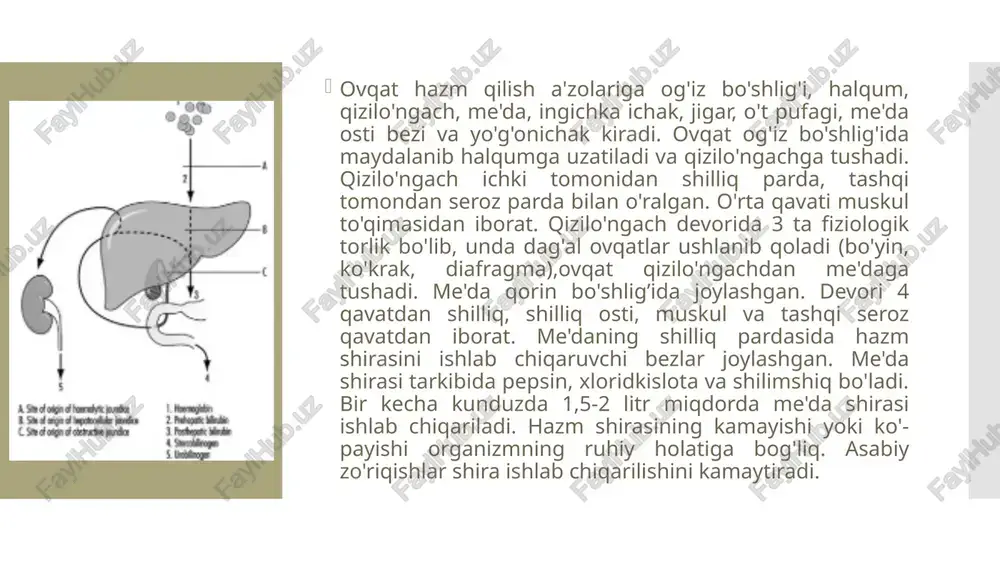 anda og'izdan palag'da tuxum (vodorod sulfid) hidining kelishi -axiliya bilan birga me'daning evakuvator funksiyasi buzilganda kuzatilib, me'dada oqsillarning jadal parchalanishiga bog'liq. zarda qaynashi deb, hanjarsimon o'siq ostida, to'sh usti yuqori qismida va to'sh orqasida (bu qizilo'ngachning pastki kesigiga moskeladi) kuchli achishish sezgisi paydo bo'lishiga aytiladi. zarda qaynashi ko'p hollarda me'dadan qizilo'ngachga nordon me'da suyuqligi otilishiga bog'liq. ko'ngil aynishi - to'sh osti sohasida yoqimsiz sezgi paydo bo'li-shidir. aksariyat kislotalilik pasayishi bilan o'tadigan me'da kasalliklarida bo'ladi. ba'zan ko'ngil aynishidan keyin odam qayt qiladi. qusish (qayt qilish) hazm a'zolari kasalliklarini diagnostika qilishda katta ahamiyatga ega. qusuqda ovqat aralashmasi bo'lishi me'daning evakuvator ishi anchagina buzilganidan dalolat berishi mumkin(pilorostenoz). «kofe» quyqasi aralash qusish me'dadan qon oqqanda, ertalabki soatlarda shilimshiq aralash qusish - surunkali gastritda, o'tsuyuqligi aralash qusish - o't yo'llari patologiyasida kuzatiladi. qorin dam bo'lganda qorin shishganday bo'lib, gaz chiqishi ku-chayadi. sababi ichaklarda gaz hosil bo'lishining kuchayganligidir,bunday holat ovqat bilan o'simlik kletchatkalari qabul qilinganligi oqibatida, …