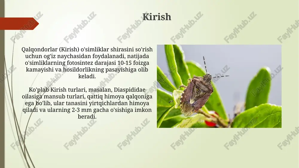 ndalarga chidamli navlarni ekish va hosilni yig'ishdan oldin insektitsidlarning (masalan, piretroidlar 0,1% eritmasi) qo'llanilishi kiradi. saqlash davrida 10-12°c harorat va 60-70% namlikni ta'minlash, shuningdek, fumigatsiya (masalan, fosfin bilan) qilish zararkunandalarning rivojlanishini sezilarli darajada kamaytiradi. hemiptera tadqiqotlari hemiptera tadqiqotlari 20-asrning o'rtalaridan boshlab, hasharotlar biologiyasi va ekologiyasi bo'yicha chuqur tahlillar o'tkazishga qaratilgan, 1950-yillarda esa yangi bosqichga ko'tarildi. zamonaviy tadqiqotlar genomika va proteomika kabi usullarni qo'llagan holda, hemipteraning 75,000 dan ortiq turini o'rganib, ularning evolyutsion aloqalarini aniqlashga harakat qilmoqda. xulosa xulosa qilib aytganda, hemiptera turkumiga mansub hasharotlar 75,000 dan ortiq turlarni o'z ichiga oladi, ularning og'iz organlari o'simlik shirasi va hayvon suyuqliklarini so'rish uchun moslashgan. hemiptera turkumidagi ayrim hasharotlar qishloq xo'jaligi ekinlariga jiddiy zarar yetkazadi, ularning zararkunandaligi tufayli yuzaga keladigan iqtisodiy yo'qotishlar juda katta miqdorni tashkil etadi. e'tiboringiz uchun rahmat image1.png image2.jpg image3.jpg image4.jpg image5.jpg image6.jpg image7.jpg image8.jpg image9.jpg image10.jpg image11.jpg image12.jpg image13.jpg