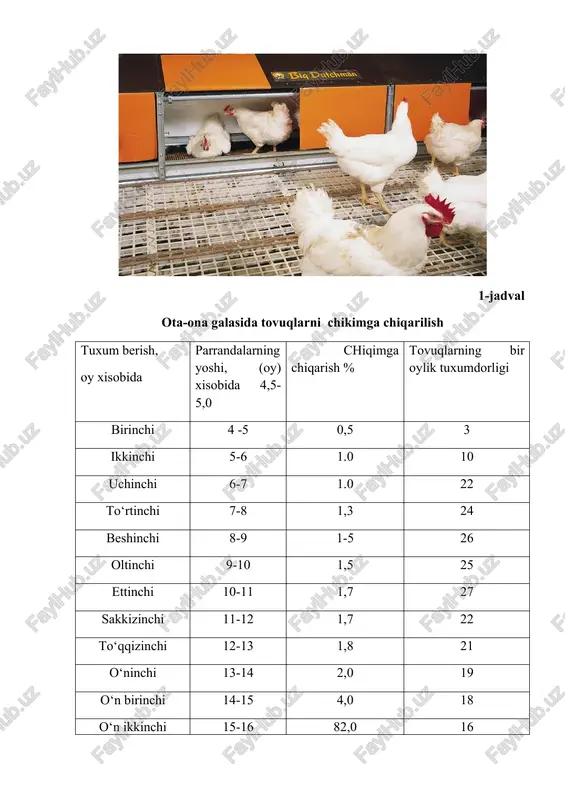 d bo’lgan embionli tuxumlar qon halqali tuxumlar deyiladi. yangi tuxumlar uzoq muddat davomida yuqori haroratli havo ta’siri ostida qolganida murtakning rivojlanishi davom etadi va keyin salin xonaga kiritilganda bir necha kun davomida murtak nobud bo’lib, qonli halqa hosil qiladi. 1-jadval ota-ona galasida tovuqlarni chikimga chiqarilish tuxum berish, oy xisobida parrandalarning yoshi, (oy) xisobida 4,5-5,0 chiqimga chiqarish % tovuqlarning bir oylik tuxumdorligi birinchi 4 -5 0,5 3 ikkinchi 5-6 1.0 10 uchinchi 6-7 1.0 22 to‘rtinchi 7-8 1,3 24 beshinchi 8-9 1-5 26 oltinchi 9-10 1,5 25 ettinchi 10-11 1,7 27 sakkizinchi 11-12 1,7 22 to‘qqizinchi 12-13 1,8 21 o‘ninchi 13-14 2,0 19 o‘n birinchi 14-15 4,0 18 o‘n ikkinchi 15-16 82,0 16 tuxumlarning otalanish va jo‘ja chiqarishi e’tiborga olingan xolda, inkubatsiyaga yaroqli tuxumning miqdori va ota-ona galasidagi tovuqlarning o‘rtacha bosh soni aniqlanadi. shundan keyin, otalik va onalik shaklidagi tovuqlar bosh soni xisoblanadi. tovuq va xo‘rozlarning jins nisbati e’tiborga olinib, ota-ona …