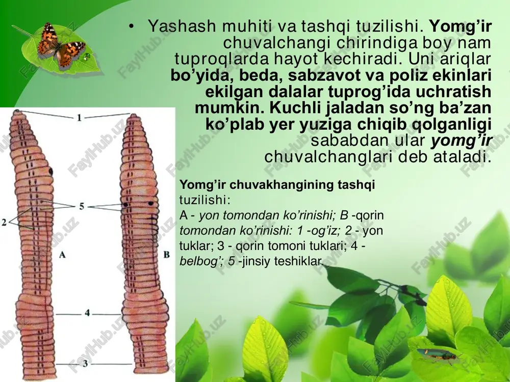 2 - tilcha; 3 - halqum; 4 - qizilo’ngach; 5 - oshqozon; 6 - ichak; 7 - anal teshigi; 8 - o’pka; 9 - yurak bo’lmasi; 10 – yurak qorinchasi; 11 - yurak; 12 - jigar; 13 - qon tomirlari. qorinoyoqli molluskalarning xilma-xilligi. • qorinoyoqli molluskalar yer yuzida keng tarqalgan, 100000 ga yaqin turi bor. ular ayniqsa dengizlarda xilma-xil bo’ladi. chuchuk suvlarda uchraydigan kichik shilliq jigar qurtining oraliq xo’jayini hisoblanadi. yalang’och shilliqlar va tok shilig’i (31-rasm) quruqlikda yashaydi. tok shillig’i, har xil yalang’och shilliqlar o’simliklarning yashil qismi bilan oziqlanib. ekinlarga katta ziyon keltiradi. o’zbekiston hududida yalang’och shilliqlar va bedapoya shillig’i, suv havzalarida har xil suv shilliqlari uchraydi. 1 - tok shillig’i; 2 - yalang’och shilliq; 3 - bitiniya; 4 - tirik tug’ar shilliq. • qorinoyoqli molluskalar tanasi bosh, qorin, oyoq bo’limlaridan iborat. oyog’i qorin tomoni kengayishidan hosil bo’lgan. ko’pchiligining tanasi spiral buralgan chig’anoq ichida joylashgan. o’pka yoki jabra orqali nafas …