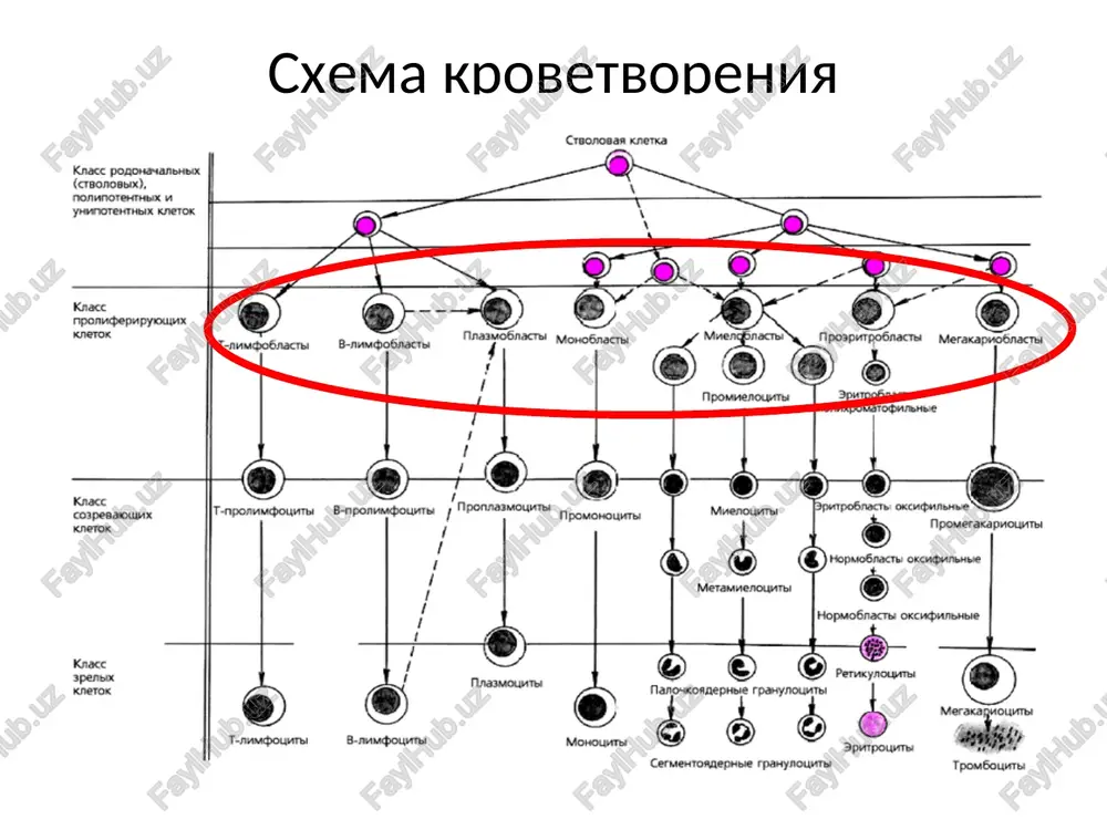 u) * gruppu ostrix leykozov ob'edinyaet obshiy priznak: substrat opuxoli sostavlyayut molodie blastnie kletki. nazvanie form ostrogo leykoza proisxodit ot nazvaniy normalnix predshestvennikov opuxolevix kletok: mieloblasti, eritroblasti, limfoblasti i dr. ostriy leykoz iz morfologicheski neidentifitsiruemix blastnix kletok poluchil nazvanie nedifferentsiruemogo. v gruppu xronicheskix leykozov vxodyat differentsiruyushiesya opuxoli sistemi krovi. osnovnoy substrat etix leykozov sostavlyayut morfologicheski zrelie kletki – «tsiti». buduchi zrelokletochnimi opuxolyami, xronicheskie leykozi oboznachayutsya po nazvaniyam zrelix i sozrevayushix kletok, kotorie sostavlyayut substrat opuxoli. vse xronicheskie leykozi otlichaet odna osobennost: oni dlitelno (za redkim isklyucheniem) ostayutsya na stadii monoklonovoy dobrokachestvennoy opuxoli. leykemicheskie - xarakterizuyutsya znachitelnim uvelicheniem kolichestva leykotsitov v perifericheskoy krovi (> 50-80×109/l, v tom chisle kletki leykoliza) subleykemicheskie - kolichestvo leykotsitov neskolko vishe normi (50-80×109/l leykotsitov) i v krovi opredelyayutsya opuxolevie kletki aleykemicheskie - kolichestvo leykotsitov nije ili v predelax normi, opuxolevie kletki v krovi ne opredelyayutsya leykopenicheskie - kolichestvo leykotsitov v perifericheskoy krovi nije normi, no est …