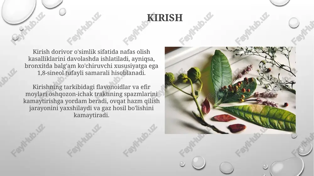 da 3-5 tomchi efir moyi bilan. achchiq o'simliklar «achchiq o'simliklar» tarkibida 1-3% efir moylari bo'lib, ular hazm fermentlarini ishlab chiqarishni rag'batlantiradi va ovqat hazm qilish jarayonini tezlashtiradi. o't pufagi faoliyatini yaxshilash uchun 5-10 tomchi achchiq o'simliklar ekstrakti bir stakan suvga qo'shilib, ovqatdan oldin ichiladi, bu ich qotishini kamaytiradi. gaz haydovchi o'simliklar "gaz haydovchi o'simliklar" tarkibida efir moylari, masalan, anetol va karvon kabi moddalar mavjud bo'lib, ichakdagi spazmlarni kamaytiradi va gaz hosil bo'lish jarayonini sekinlashtiradi. ushbu o'simliklar, odatda, ovqat hazm qilish tizimining motorikasini yaxshilaydi, natijada ichaklarda ovqat massasining harakati tezlashadi va gazlar samarali chiqariladi. o't haydovchi o'simliklar o't haydovchi o'simliklar, masalan, artishok (cynara scolymus), safro ishlab chiqarishini 20% dan 40% gacha oshirishi mumkin, bu esa ovqat hazm qilishni yaxshilaydi. kurkuma (curcuma longa) tarkibidagi kurkumin safro yo'llarining yallig'lanishini kamaytiradi va safro ajralishini 15% ga oshiradi, bu hazm qilish jarayonini yaxshilaydi. ich qotishiga qarshi o'simliklar ba'zi o'tlarning tarkibida flavonoidlar va taninlar mavjud bo'lib, …