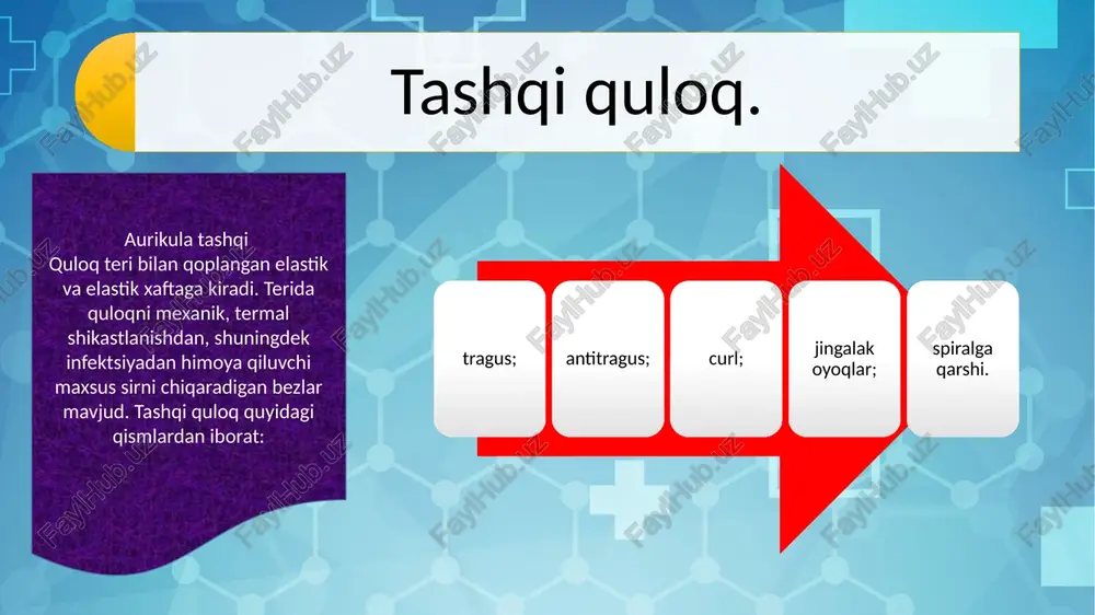 nidan qayta ishlanishi mumkin boʻlgan energiyaga aylantirishdir. analizator periferik, o'tkazuvchan va kortikal qismlarni o'z ichiga oladi. periferik qism tovush toʻlqinini asabiy qoʻzgʻalish energiyasiga aylantiradi. quloqning har bir qismi o'z funktsiyasiga ega. pinna tovush to'lqinini quloq kanali orqali quloq pardasiga yo'n altiradi. shu bilan birga, quloqning tashqi qismi eshitish analizatorining o'tkazuvchan yo'lini harorat o'zgarishi va mexanik ta'sirlardan himoya qiladi. audio analizator sekundiga 20-20 ming chastotali tovush toʻlqinlarini qabul qiladi. chastota qanchalik baland bo'lsa, ovoz balandligi shunchalik yuqori bo'ladi. ovoz tebranishlarining yuqori chastotalarida tovush to'lqini eshitish analizatorining o'tkazuvchan yo'lidan o'tadi, bu spiral membrananing tebranishlarining maksimal amplitudasiga olib keladi. xulosa qilib aytganda, anatomiyadagi eshitish organi eshitish hissi uchun mas'ul bo'lgan tuzilmalarni qamrab oladi. murakkab jarayon tashqi quloqning tovush to'lqinlarini ushlashi va ularni quloq kanali orqali quloq pardasiga yo'naltirishi bilan boshlanadi. ossikulalarni joylashtirgan o'rta quloq bu tebranishlarni kuchaytiradi va ularni ichki quloqqa uzatadi. ichki quloqning kokleasi ushbu mexanik tebranishlarni elektr signallariga aylantirishda hal qiluvchi …
