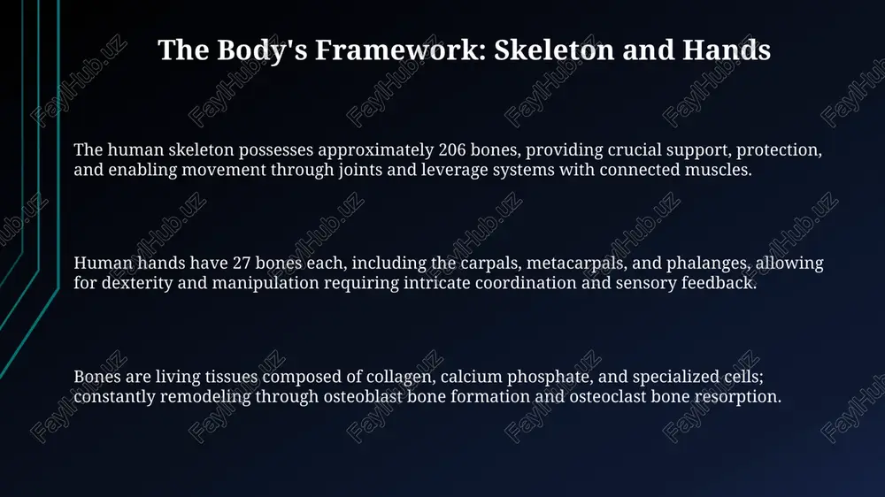 the body's framework: skeleton and hands - Page 3