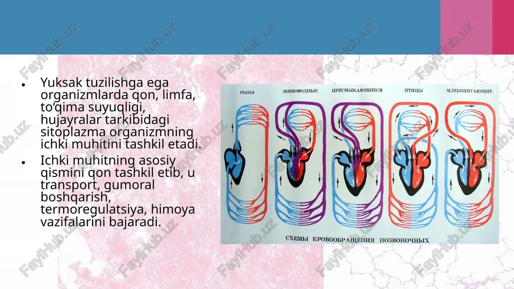 ‘ng tomonida venoz qon bo‘ladi. qon aylanish sistemasining evolutsiyasida asosan 3 ta bosqich ko‘zga tashlanadi. yurakning paydo bo‘lishi va yurak kameralari sonining ortishi. qon aylanishining ikkita – katta va kichik doirali bo‘lishi. yurakning chap arterial va o‘ng venoz bo‘laklarga ajralishi. evolutsiyaning quyi bosqichlarida qon hujayralarining xilma-xilligi ko‘proq kuzatiladi. tabiiy tanlanish natijasida sutemizuvchilarda bu xilma-xillik kamayadi va qon hujayralarining eng asosiy shakllarigina saqlanib qoladi. shunday qilib, qon aylanish sistemasi evolutsiyasida qon hujayra lari ning takomillashishi qon shaklli elementlari tuzilishi va funksiyasining o‘zgarishiga sabab bo‘lgan. image2.jpeg image3.jpeg image4.jpeg image5.jpeg image6.jpeg image7.jpeg image8.jpeg image9.jpeg image10.jpeg image11.jpeg image12.gif image13.gif image14.gif image1.jpeg /docprops/thumbnail.jpeg
