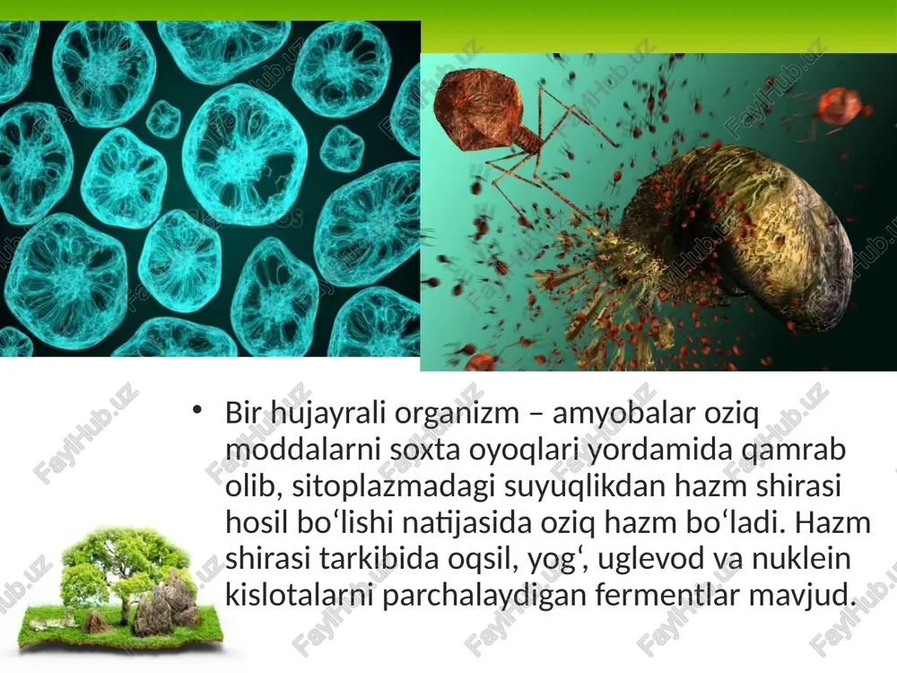 hqozon kavsh qaytaruvchi juft tuyoqlilarda bo‘lib, ular oziqlanadigan oziq asosan qiyin hazm bo‘ladigan kletchatkalardan iborat. umurtqalilar hazm sistemasining evolutsiyasi murakkab yo‘lni bosib o‘tgan, avval ichak nayining shakllanishi, keyinchalik turli bo‘limlarga bo‘linishi, hazm yo‘lining uzunlashishi, ichak sathining burmalar hisobiga kengayishi, hazm bezlarining rivojlanishi va tishlarning ixtisoslashishi hisobiga amalga oshgan. image2.jpeg image3.jpeg image4.jpeg image5.jpeg image6.jpeg image7.jpeg image8.jpeg image9.jpeg image10.jpeg image11.jpeg image12.jpeg image13.jpeg image14.jpeg image15.jpeg image16.jpeg image1.jpeg /docprops/thumbnail.jpeg