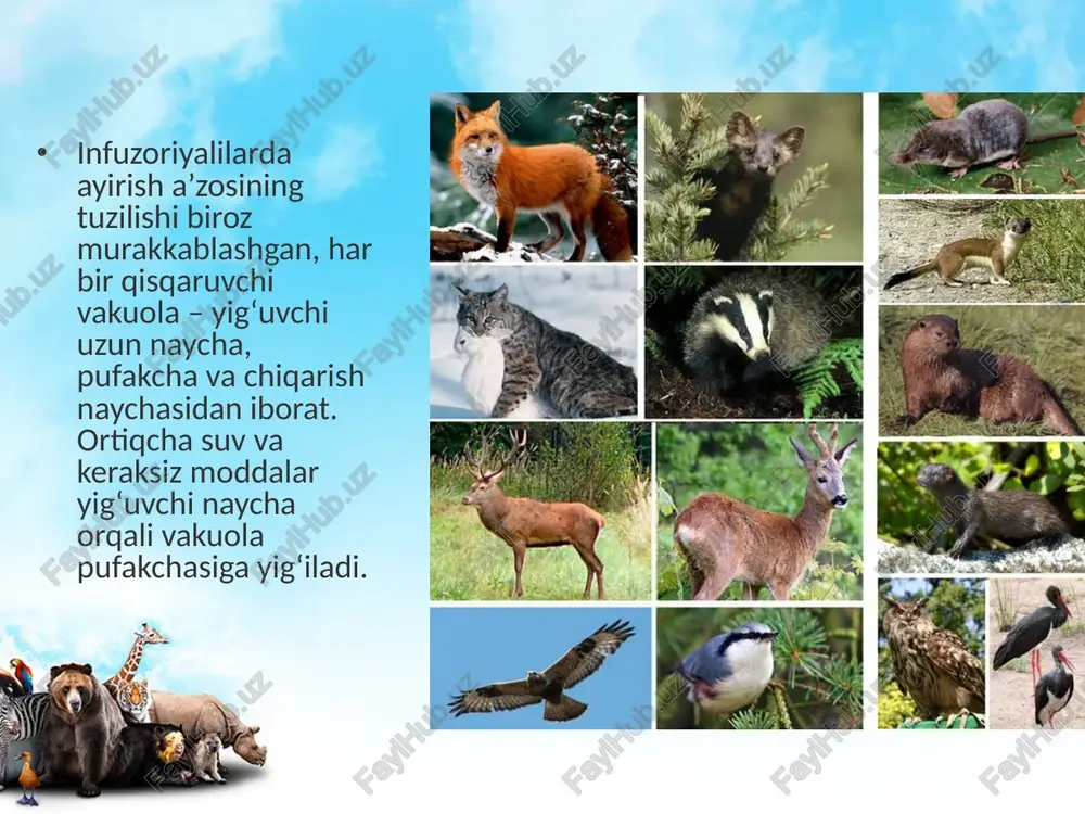 don va tuxum yo‘li bo‘lib, tuxum hujayra tuxum yo‘lida urug‘lanadi. tuxum yo‘lida ohak po‘choq bilan o‘ralib, kloaka orqali tashqi muhitga chiqariladi. sutemizuvchilarning erkaklarida bir juft urug‘don, urg‘ochilarida bir juft tuxumdon, tuxum yo‘li va bachadon bo‘ladi. tuban sutemizuvchilarda bachadon rivojlanmagan, xaltalilarda esa sust rivojlangan yoki rivojlanmagan bo‘ladi. urug‘langan tuxum hujayra ona qornida – bachadonda rivojlanadi. image2.jpeg image3.jpeg image4.jpeg image5.jpeg image6.jpeg image7.jpeg image8.jpeg image9.jpeg image10.jpeg image11.jpeg image12.png image13.jpeg image1.jpeg /docprops/thumbnail.jpeg