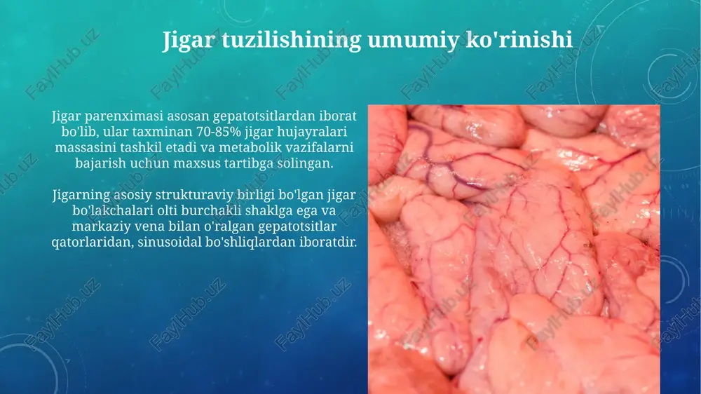 jigar gistologiyasi - Page 3