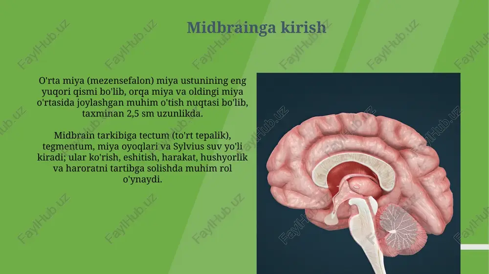 oraliq miya anatomiyasi - Page 3