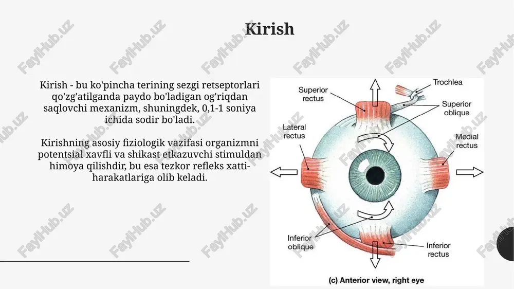 septorlar bilan bog'lanishi, g oqsili faollashuviga olib keladi, bu esa camp darajasini oshiradi va ion kanallarini ochib, nerv impulslarini hosil qiladi. ta'm bilish: umumiy tuzilishi va funksiyasi ta'm bilish retseptorlari, ta'm kurtaklari tilning papillarida joylashgan bo'lib, taxminan 50 dan 100 gacha ta'm sezuvchi hujayralardan tashkil topgan, ular shirin, nordon, sho'r va achchiq ta'mlarni aniqlaydi. ta'm sezish fiziologik funksiyasi ovqatlanish jarayonida muhim rol o'ynaydi, oziq-ovqat sifatini baholash, zararli moddalarni aniqlash va organizmga kerakli oziq moddalarni tanlash imkonini beradi. ta'm bilish kurtaklari va retseptorlari ta'm bilish kurtaklari 50 dan 100 tagacha ta'm sezuvchi hujayralardan tashkil topgan bo'lib, ular turli ta'mlarni aniqlashga ixtisoslashgan retseptorlar bilan qoplangan. har bir ta'm bilish retseptori, masalan, shirinlikni aniqlaydigan t1r2+t1r3 heterodimer retseptorlari, ma'lum bir ta'm molekulasi bilan bog'lanib, nerv impulslarini hosil qiladi. ta'm bilish fiziologiyasi: ta'mlarni aniqlash ta'm sezgilari 5 asosiy ta'm kategoriyasini aniqlaydi: shirin, nordon, sho'r, achchiq va umami. har bir ta'm turi maxsus ta'm retseptor hujayralari …