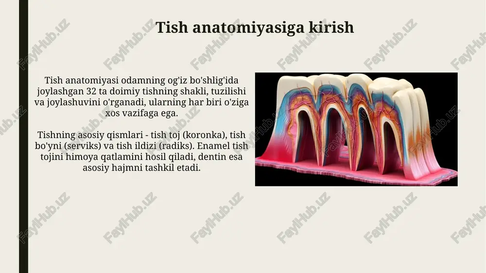 tishning anatomiya va gistalogiyasi - Page 3