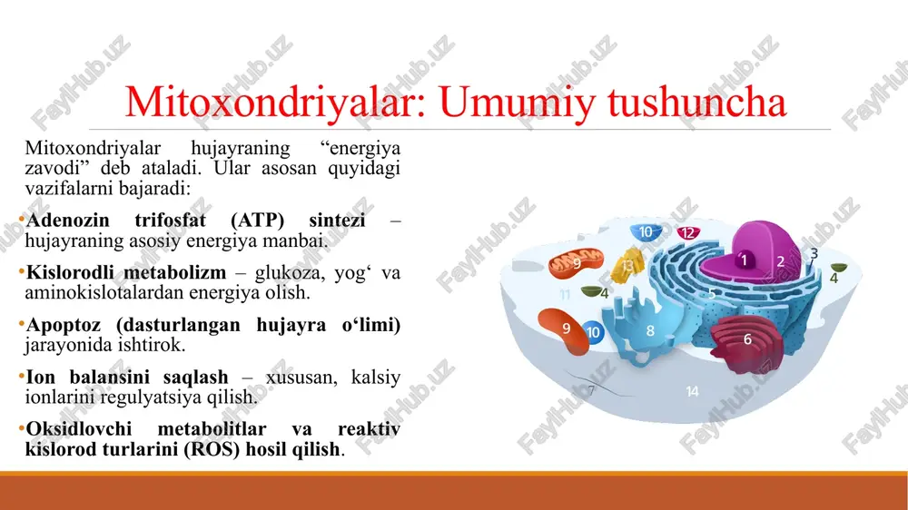 yralardagiga nisbatan ancha ko’p bo’ladi. mitoxondriyalarning turli hujayralarda joylashishi ham har xil bo’ladi. odatda, mitoxondriyalar sitoplazmaning atf ga ehtiyoji kuchli bo’lgan qismida to’planadi. skelet muskullarida miofibrillarga yaqin joyda joylashadi. shunga o’xshash kiprikli, xivchinli hujayralarda mitoxondriyalar plazmalemma ostida, bevosita ularning asosida joylashadi. ularning ishi uchun atf zarur. aksonda nerv impulsini o’tkazadigan sinapslar atrofida joylashadi. ko’pchilik hujayralarda mitoxondriyalar, odatda, sitoplazmada bir xil tarqaladi, bu nerv, epiteliy hujayralarida va ko’pchilik sodda hayvonlarda shunday bo’ladi. ammo, ayrim hujayralarda ular hujayraning faolroq qismida joylashadi. masalan, sekretor hujayralarda ular sekret ishlab chiqaradigan qismida joylashadi. ko’p hollarda, mitoxondriyalar yadro atrofida tarqalgan. mitoxondriyalar endoplazmatik to’r bilan bevosita funksional aloqada bo’ladi. elektron mikroskopik tekshirishlar achitqilarning hujayralarida 2-3 ta kuchli tarmoqlangan mitoxondriyalar bo’lishini ko’rsatdi. xuddi shu kabi holat ko’ndalang chiziqli muskullarda ham kuzatiladi. muskul tolasining tikkasiga kesmalarida, ko’p sonli yumaloq mitoxondriyalar miofibrillar orasida ko’rinadi. ko’ndalang kesimida esa, muskul mitoxondriyalari o’rgimchaksimon shaklda bo’lib, ularning o’simtalari tarmoqlanib, boshqa qo’shni mitoxondriyalar o’simtalari bilan …