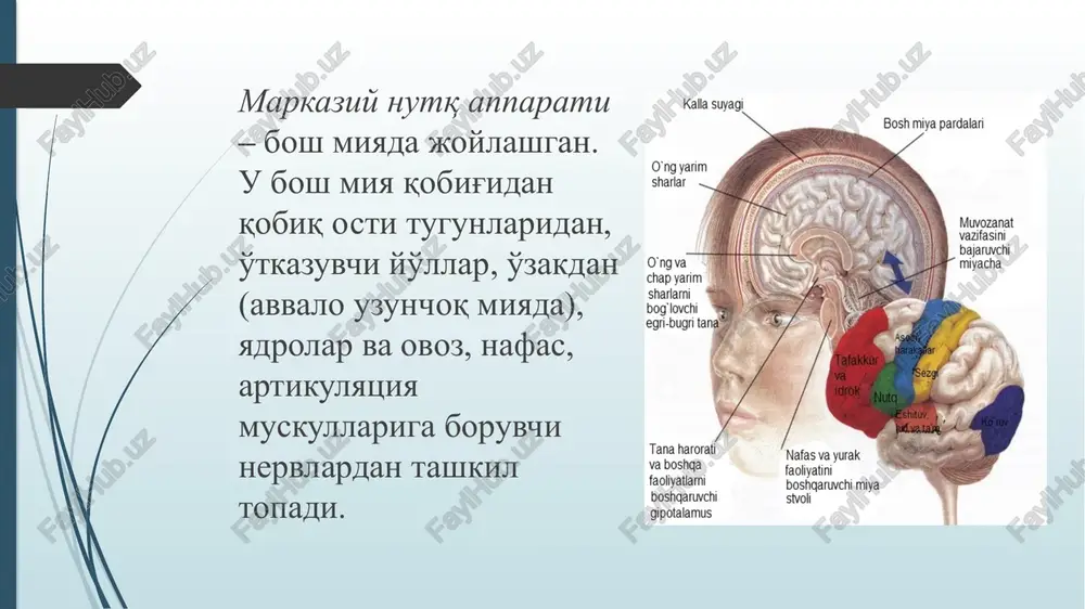 markaziynutqsistemasi - Page 3