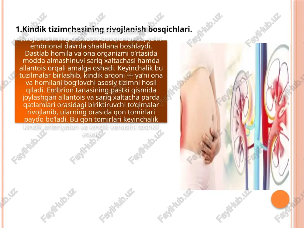 taminlar va minerallarni onaning qonidan oladi, o‘z navbatida esa metabolik chiqindi mahsulotlari va karbonat angidridni ona organizmiga qaytaradi. shu tariqa kindik tizimchasi homilaning hayotiy faoliyatini davom ettiruvchi yagona yo‘l hisoblanadi. kindik tizimchasining asosiy tarkibiy qismlari — kindik venasi va ikki kindik arteriyasi — modda almashinuvining yo‘nalishini belgilab beradi. kindik venasi orqali ona qonidan kislorodga boy qon homila jigariga boradi, u yerdan butun organizmga tarqaladi. kindik arteriyalari esa homilaning chiqindi mahsulotlariga to‘la venoz qonini platsentaga olib chiqadi. platsenta orqali bu chiqindilar onaning qon tizimiga o‘tadi va uning buyrak hamda o‘pka tizimlari orqali chiqariladi. kindik tizimchasi homila organizmini tashqi mexanik zarbalardan himoya qilishda ham ishtirok etadi. varton jeli tomirlarni bukilishdan va siqilishdan saqlaydi, bu esa qon oqimini uzluksiz saqlab turishga yordam beradi. kindik tizimchasi ona-homila tizimining ajralmas qismi bo‘lib, u nafaqat oziqlanish va nafas olish jarayonlarini, balki gormonlar, antitanachalar va immun moddalarning almashinuvini ham ta’minlaydi.ona-homila tizimi yagona fiziologik muvozanatni tashkil etadi. ona …