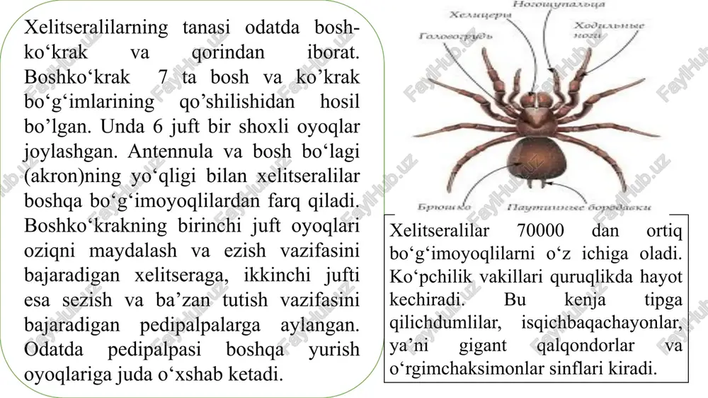 jabra qopqoqchasini hosil qiladi. qolgan qorinoyoqlarda juda ko‘p plastinkasimon jabra yaproqchalari joylashgan. dum o‘simtasi telson bilan qorin bo‘limining keyingi uchta bo‘g‘imining qo‘shilishidan hosil bo‘lgan. hazm qilish va qon aylanish sistemasi boshqa bo‘g‘imoyoq-lilarga o’xshash bo‘ladi. yuragi naysimon bo‘lib, sakkizta ostiylar, ya’ni yurakoldi bo‘lmasiga ochiluvchi teshiklar bilan ta’minlangan. yurakning keyingi uchi berk, oldingi uchidan esa oldinga bitta aorta chiqadi. aortadan to‘rtta kalta yon arteriyalar chiqadi. qilichdumlilarning ikki juft ko‘zlari bor. ulardan bir jufti oddiy ko‘zlar bo‘lib, ular boshko‘krakning ustida markaziy chiziqdan ikki tomonda joylashgan. bu ko‘zlarning yonida yirik ikkinchi juft ko‘zlar joylashgan. yirik ko‘zlar o‘ziga xos tuzilgan. ular juda ko‘p mayda ko‘zchalardan tarkib topgan bo‘lsada, lekin tiniq umumiy kutikula bilan qoplangan va alohida qismlarga ajralmagan. qilichdumlilar ayrim jinsli, jinsiy bezlari juft bo‘lib, bir-biri bilan tutashgan naysimon xaltachalardan iborat. jinsiy teshigi birinchi qorin segmentida jabra qopqoqchalarining ostiga ochiladi. rivojlanishi metamorfoz orqali boradi. lichinkasining ko‘krak segmentlari to‘liq, rivojlangan, lekin qorin qismi uncha yaxshi rivojlanmagan. …