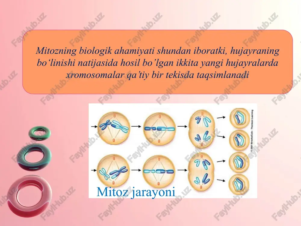 sitokinez, mitoz va meyoz - Page 3