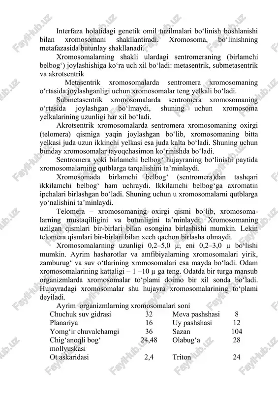 egallagan joylar o‘zgarib turadi. hujayra faoliyatining jadallashishi ayrim, yadroning ba’zi geteroxromatinlarining euxromatinga aylanishi bilan yuzaga keladi. bunday xromatin fakultativ geteroxromatindir. euxromatinlashmaydigan xromatin esa konstitutiv geteroxromatin bo‘ladi. hujayralar faoliyatining susayishi (inaktivatsiyasi) yadro xromatinining euxromatin egallagan joyini kamaytiradi, ya’ni euxromatin dnk si sperilizatsiyasiga uchrab, geteroxromatinga aylanib boradi (eritrotsit hosil qiluvchi hujayralar qatori yadrosi faoliyatining so‘nib borishida bu holat yaqqol ko‘rinadi). interfaza holatidagi genetik omil tuzilmalari bo‘linish boshlanishi bilan xromosomani shakllantiradi. xromosoma, bo‘linishning metafazasida butunlay shakllanadi. xromosomalarning shakli ulardagi sentromeraning (birlamchi belbog‘) joylashishiga ko‘ra uch xil bo‘ladi: metasentrik, submetasentrik va akrotsentrik metasentrik xromosomalarda sentromera xromosomaning o‘rtasida joylashganligi uchun xromosomalar teng yelkali bo‘ladi. submetasentrik xromosomalarda sentromera xromosomaning o‘rtasida joylashgan bo‘lmaydi, shuning uchun xromosoma yelkalarining uzunligi har xil bo‘ladi. akrotsentrik xromosomalarda sentromera xromosomaning oxirgi (telomera) qismiga yaqin joylashgan bo‘lib, xromosomaning bitta yelkasi juda uzun ikkinchi yelkasi esa juda kalta bo‘ladi. shuning uchun bunday xromosomalar tayoqchasimon ko‘rinishda bo‘ladi. sentromera yoki birlamchi belbog‘ hujayraning bo‘linishi paytida xromosomalarning …