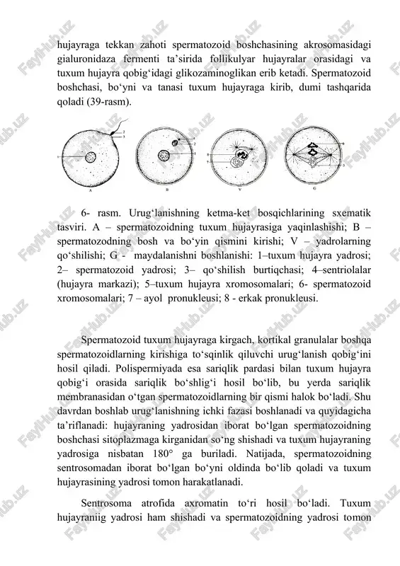 qo‘shilishi; g - maydalanishni boshlanishi: 1–tuxum hujayra yadrosi; 2– spermatozoid yadrosi; 3– qo‘shilish burtiqchasi; 4–sentriolalar (hujayra markazi); 5–tuxum hujayra xromosomalari; 6- spermatozoid xromosomalari; 7 – ayol pronukleusi; 8 - erkak pronukleusi. spermatozoid tuxum hujayraga kirgach, kortikal granulalar boshqa spermatozoidlarning kirishiga to‘sqinlik qiluvchi urug‘lanish qobig‘ini hosil qiladi. polispermiyada esa sariqlik pardasi bilan tuxum hujayra qobig‘i orasida sariqlik bo‘shlig‘i hosil bo‘lib, bu yerda sariqlik membranasidan o‘tgan spermatozoidlarning bir qismi halok bo‘ladi. shu davrdan boshlab urug‘lanishning ichki fazasi boshlanadi va quyidagicha ta’riflanadi: hujayraning yadrosidan iborat bo‘lgan spermatozoidning boshchasi sitoplazmaga kirganidan so‘ng shishadi va tuxum hujayraning yadrosiga nisbatan 180° ga buriladi. natijada, spermatozoidning sentrosomadan iborat bo‘lgan bo‘yni oldinda bo‘lib qoladi va tuxum hujayrasining yadrosi tomon harakatlanadi. sentrosoma atrofida axromatin to‘ri hosil bo‘ladi. tuxum hujayraniig yadrosi ham shishadi va spermatozoidning yadrosi tomon harakatlanadi, ikki yadro birlashib, zigota deb ataluvchi urug‘langan tuxum hujayra hosil bo‘ladi. shunday qilib, urug‘lanpsh jarayonida spermatozoid tuxum hujayraga ota organizmining irsiy belgilarini …