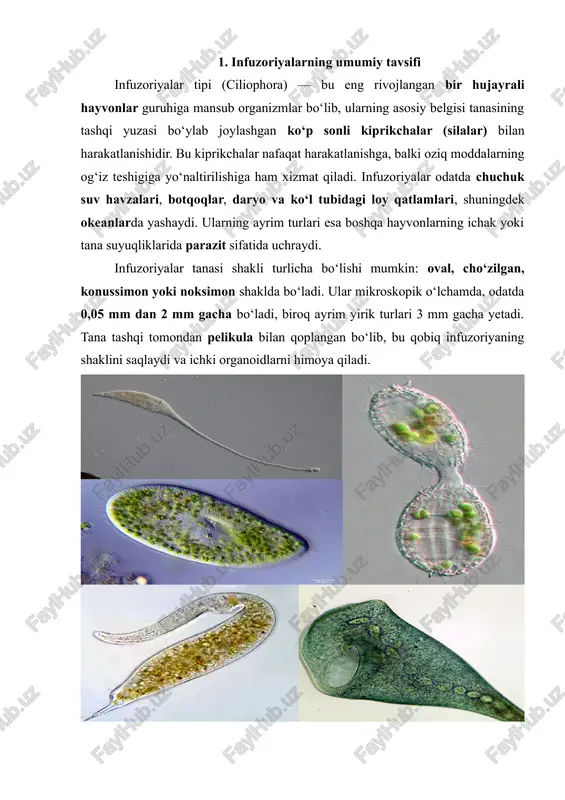iborat. katta yadro loviyasimon, zanjirsimon, taqasimon yoki boshqa shaklda, kichik yadro dumaloq boʻladi. infuzoriyalar hazm qilish va ayirish organoidlarining ancha murakkab tuzilganligi bilan boshqa bir hujayralilardan farq qiladi. erkin yashovchi infuzoriyalarda ogʻizoldi chuqurchasi, ogʻiz, halqum, hazm qilish vakuollari va chiqarish teshigi boʻladi. qisqaruvchan vakuollari 2 ta, murakkab tuzilgan boʻlib, sitoplazmadan suyuklik yigʻuvchi uzun naychalar, suyuklik saqlovchi rezervuar va chiqarish naychasidan iborat. infuzoriyalar ning ektoplazmasida himoya vazifasini bajaruvchi ipsimon otiluvchi tanachalar (trixosistalar) joylashgan. parazit infuzoriyalar ning ogʻiz teshigi va qisqaruvchan vakuollari bulmaydi. bakteriyalar va suv oʼtlari bilan, ogʻizsiz parazit turlari fagotsitoz usulda oziqlanadi. infuzoriyalar ikkiga boʻlinish, ketma-ket boʻlinish, koʻp marta boʻlinish, kurtaklanish orqali koʻpayadi. infuzoriyalar da jinsiy jarayon ikkita infuzoriya oʻrtasida irsiy belgilarning almashinuvi (konyugatsiya) orqali sodir boʻladi. 8000 ga yaqin turi maʼlum. dengiz, chuchuk suv va tuproqda uchraydi. 2 sinf (kiprikli va soʻruvchi infuzoriyalar) ga boʻlinadi. ayrim infuzoriyalar hayvonlar (halqali chuvalchanglar, mollyuskalar, sut emizuvchilar) oshqozonida simbioz yashaydi. kavsh qaytaruvchi sut …
