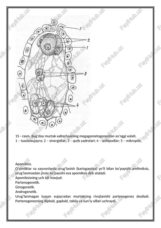 boshoqda o`rtadan gulning uchiga va asosiga qarab ochiladi. murakkab gullarda savatchaning chetidan o`rtasiga qarab ochiladi. g`o`zada dastlab pastki gullar ochilsa vegetatsiyaning oxirida poyaning uchidagi gullar ochiladi. o`simliklarning gullash davri ham turlichadir. masalan: olma, nok, olxo`ri, pista kabi o`simliklar 6-12 kun gullaydi. g`o`za esa bir necha oy davomida gullaydi. limon o`simligi qulay iqlim sharoitida muntazam gullab boradi. gul hosil qilish o`simlikning turiga bog`liqdir. masalan: qayin 10-12 yildan keyin shaftoli 3-5, jo`ka 20-25, eman 80-100 yoshida gul hosil qilish xususiyatiga ega. gul hosil qiluvchi kurtaklar yozda hosil bo`lib, qishlab bahorda gul hosil qiladi. 2. gul yetilganidan keyin changdonda yetilgan changning onalik tumshuqchasiga tushishi changlanish deb ataladi. changlanishni quyidagi 2 ta usuli mavjud. 1. o`z-o`zidan changlanish. 2. chetdan changlanish tabiatda ko`pchilik o`simliklar kleystogamli gullar hosil qilsa (yopiq gullaydigan gullar), ayrimlari xaziogamli (ochiq gullovchi) gullar hosil qiladi. masalan: yeryong`oqda tuproq yuzasidan yuqori qismida xaziogamli gul hosil qilsa, tuproq ostida kleystogamli gul va meva hosil …