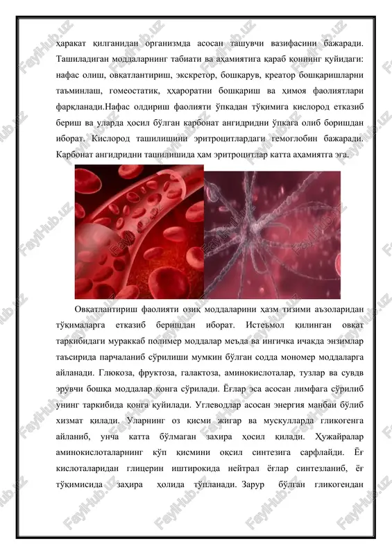 eradi. boshqaruv faoliyati. organizmdagi barcha a'zo va to'qimalar qonga fiziologik moddalar ajratadi. qon bu moddalarni organizm bo'ylad tashir ekan, gumoral boshqarishni amalga oshiradi, a'zolarni o'zaro bog'laydi, organizmni bir butun qilib, muhit o'zgarishlariga moslashtiradi. kreator faoliyati. qonning bu faoliyatining bir qismi deyish mumkin. kreator faoliyat qon plazmasi va shakli elementlarning axborotga ega makromolekulalarini tashishda ishtiroq etishdan iborat. bu makromolekulalar tegishli joyga etkazilgandan keyin oqsil sintezi, hujayralarning bo'lishini va boshqa jarayonlarga ta'sir ko'rsatadi. gomeostatik faoliyat. qon suyuqlari rn, osmotik bosim, eliktrolit tarkibi, organik moddalar miqdori va boshqa ko'rsatkichlarning barqarorligini saqlab turadi. xaroratni boshqarish. to'qima va htsjayralar faoliyatini natijasida uzluksiz ravishda issiqlik hosil bo'lib turadi. bu issiqlikning ko'p qismi ichki yirik a'zolarga, ya'ni jigar, chuqur joylashgan muskullar va yurakka to'g'ri keladi. u bevosita tashqi muhitga ajratilmaydi. bu a'zolarning tomirlaridan o'tayotgan qon ma'lum darajada isiydi va issiqlikni organizm bo'ylab tarqatadi. qon harorati sezilarli daraja oshsa, gipotalamusdagi termoretseptorlar qo'zg'alib haroratni boshqarib turadigan mexanizmlar faolligini oshadi. …