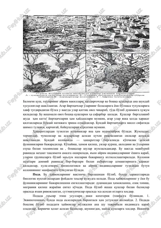 r shakllanishining asosida populyatsiyadagi hayvonlarning xulq-atvoridagi bog'lanishlarning murakkablashishi yotadi. koloniya. bu gruppa asosan o'troq hayvonlar to'dasidan tashkil topadi. bular uzoq vaqt yashashi mumkin yoki bo'lmasa ko'payayotgan vaqtlarida koloniyalar hosil qiladilar. bunday shaklda ko'pchilik qushlar yashaydilar, bunga misol tarikasida go'ngqarg'a, chumchuq va boshqalarni ko'rsatish mumkin. koloniyadagi organizmlar o'rtasidagi o'zaro munosabatlar murakkabli-gi jihatidan har xildir — oddiy hududiy yig'ilishdan katta birliklargacha bo'ladi (37-rasm). koloniyadagi hayvonlar hayotidagi ayrim funktsiyalar o'zaro xabarlashgan holda amalga oshiriladi, bu esa ayrim individlarning yashovchanligini oshiradi. bunday umumiy funkiiya-larga ularning dushmanlardan himoyalanishi va ogohlantiruvchi xabarlar kiradi. baliqchi qush, g'ozlarning ayrim vakillari, qaldirg'ochlar va boshqa qushlarda ana shunday xususiyatlar shakllangan. agar yirtqichlar ularning bolalariga yoki bo'lmasa tuxumlariga xavf tug'diradigan bo'lsa u vaqtda ular qattiq ovoz chiqarib, to'da bo'lib dushmanga hujum qiladilar. bu vahimali ovoz boshqa qushlarni ha safarbar qiladi. qushlar birgalashib juda ham katta' yirtqichlarni ham haydashlari mumkin, agar ular yakka holda harakat qilganlarida bunday natijaga erisha olmaydilar. bunday yirtqichlarga …