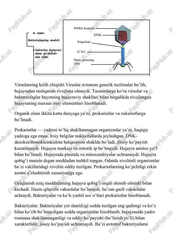 a amitoz yo’l bilan bo’linadi. hujayrada plastida va mitoxondriyalar uchramaydi. hujayra qobig’i murein degan moddadan tashkil topgan. odatda xivchinli organizmlar ba’zi vakillaridagi xivchin oddiy tuzilgan. prokariotlarning ko’pchiligi erkin azotni o’zlashtirish xususiyatiga ega. oziqlanish oziq moddalarning hujayra qobig’i orqali shimib olinishi bilan kechadi. hazm qiluvchi vakuolalar bo’lmaydi, ba’zan gazli vakuolalar uchraydi. bakteriyalar va ko’k-yashil suv o’tlari prokariotlar hisoblanadi. bakteriyalar. bakteriyalar yer sharid;igi sodda tuzilgan eng qadimgi va ko’z bilan ko’rib bo’lmaydigan sodda organizmlar hisoblanib, hujayrasida yadro rosmana shakilanmaganligi va oddiy ko’payishi (bo’linish yo’li) bilan xarakterlidir, jinsiy ko’payish uchramaydi. ba’zi avtotrof bakteriyalarni hisobga olmaganda, ularning ko’pchiligida plastidalar ham bo’lmaydi, shuning uchun ulargeterotrof oziqlanadi. hujayra po’sti ham murein degan moddadan tashkil topgan. bakteriyalar bir hujayrali, ba’zan ipsimon yoki shoxlangan, koloniyali organizmlar bo’lib, ular shakl jihatidan 3 guruhga ajratilgan: 1. sharsimon-kokklar; 2.tayoqsimon-basillalar; 3.buralgan-vibrionlar, spirillalar (5-rasm). bakteriyalarning ko’pchiligi suv va boshqa oziq moddalar etishmaganda yoki boshqa noqulay sharoitda spora hosil qilish xususiyaliga ega. sporalar tashqi …