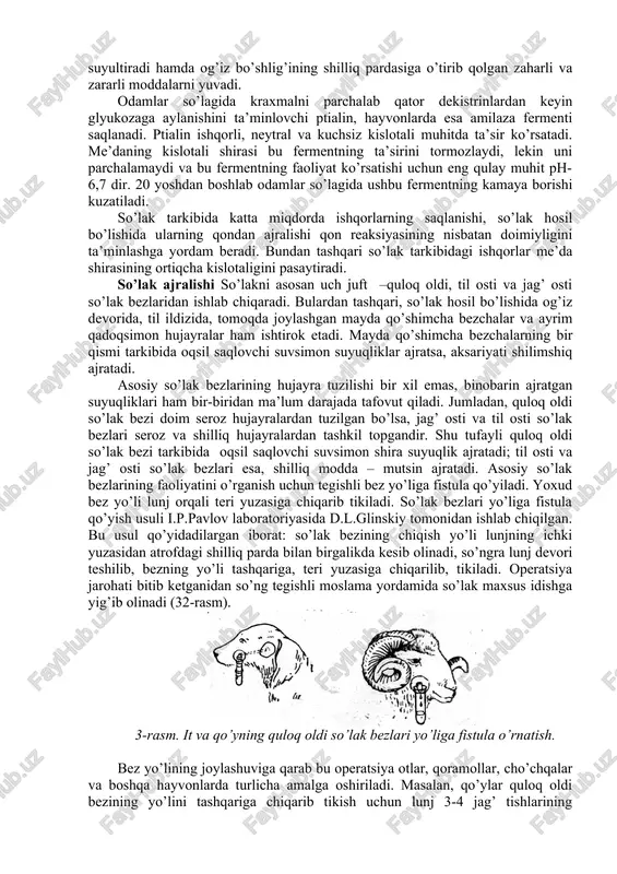 il tupiriluvchi, cho’ziluvchi, hidsiz va ta’msiz ishqoriy muhitga ega bo’lgan suyuqlikdir. uning ishqoriyligi bir kunning o’zida turli odamlardagidek, aynan bir odamning o’zida ham o’zgarib turadi (ph-5,25-7,54). so’lakning muhiti ovqatlangandan keyin kislotali tomonga ham o’tishi mumkin. so’lakning reaksiyasi va tarkibi jihatidan hayvonlarnikidan odamlarniki farq qiladi. odamlar so’lagining zichligi 1,002 dan 1,017 gacha o’zgarib turadi. so’lakning tarkibida suv 98,5 dan 99,5 % gacha va qattiq moddalar esa 0,5 dan 1,5 % gacha bo’lib, uning 2/3 – qismiga yaqini organik moddalar va 1/3 –qismiga yaqini tuzlardir. so’lakda; a) xlorid, fosfat, sul’fat tuzlarining qoldiqlari, natriy, kaliy va kalsiy bikarbonatlari, azotning achchik tuzi, ammiak, odamlar so’lagi tarkibida esa yuqoridagilardan tashqari sul’fotsianli kislotalar birikmasi – rodanidlar kabi anorganik moddalar saqlanadi. b) musin, globulin hamda aminokislotalar, kreatinin, siydik kilotasi va mochevina kabi organik birikmalar ham saqlanadi. sulakning tarkibida mikroblarni juda tez eritib yuboruvchi fermentga o’xshash modda lizosim saqlanadi, uncha katta bo’lmagan miqdorda proteolitik va linolitik fermentlar va …