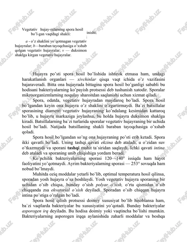 deb ataladi, u o’zidan suv o’tkazmaydi va sporani tashqi muhit ta`siridan saqlaydi. ichki qavati intina deb ataladi va sporaning unib chiqishiga yordam beradi. ko’pchilik bakteriyalarning sporasi 120—140° issiqda ham hayot faoliyatini yo’qotmaydi. ayrim bakteriyalarning sporasi — 253° sovuqda ham nobud bo’lmaydi. muhitda oziq moddalar yetarli bo’lib, optimal temperatura hosil qilinsa, sporadan yosh hujayra o’sa boshlaydi. yosh vegetativ hujayra sporaning bir uchidan o’sib chiqsa, bunday o’sish polyar o’sish, o’rta qismidan o’sib chiqqanda zsa ekvatorial o’sish deyiladi. sporadan o’sib chiqqan hujayra intina po’stiga o’ralgan bo’ladi. spora hosil qilish protsessi doimiy xususiyat bo’lib hisoblansa ham, ba`zi vaqtlarda bakteriyalar bu xususiyatini yo’qotadi. bunday bakteriyalar asporogen irq deyiladn. bu hodisa doimiy yoki vaqtincha bo’lishi mumkin. bakteriyalarning asporogen irqqa aylanishida zaharli moddalar va boshqa ba`zi faktorlarning ta`siri juda katta rol o’yiaydi. kokk va spiralsimon bakteriyalar spora hosil qilmaydi. bakteriyalarning ko’payishi. sharsimon bakteriyalarning ko’payish xillari: a — hujayraning bir sathda bo’linishi; b — hujayraning ikkita perpendikulyar sathda …
