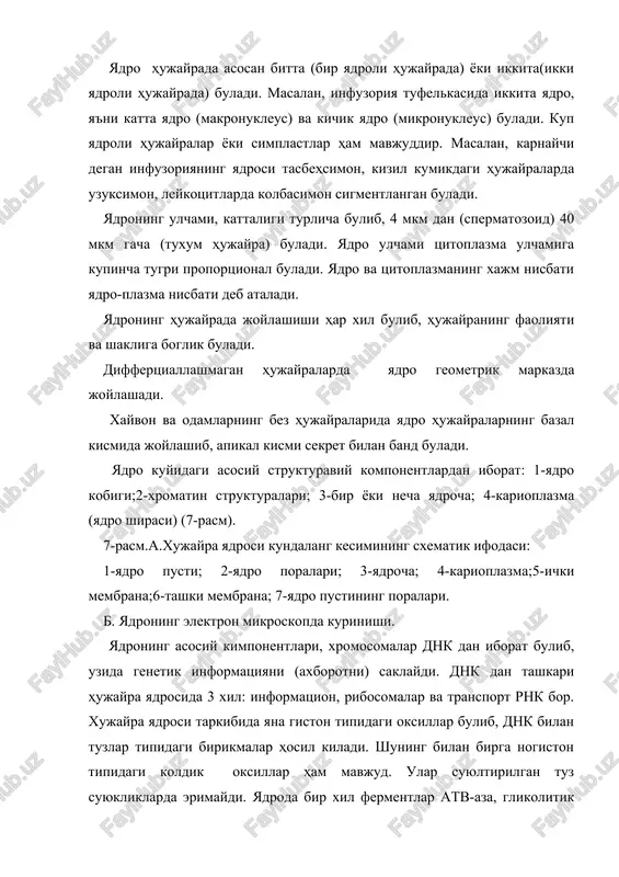 uchramaydi. gistokimyoviy va biokimyoviy usullar orkali yadroda oksilar bilan lipoproteid va liponukleoproteidlar hamda birikkan lipidlar topilgan. ular yadro kuruk ogirligining 10-20% ni tashkil kiladi. yadroda kaltsiy, magniy, natriy, fosfor, temir, rux, mis, kobalt va boshka elemenlar ham topilgan. yadro kobigi (kariolemma). yadro kobigining mavjudligi oddiy (yoruglik) mikroskopi ostida kurilgan. elektron mikroskop yadro kobigi murakkab tuzilishga ega ekanligi kursatdi. u ikki membranadan tashkil topgan bulib, har birining kalinligi 10 nm va anik 3 kavatdan tuzilgan. ichki va tashki yadro kobigi orasida 10-30 ba'zan 100 nm ga teng perinuklear bushlik buladi. yadroning tashki kobigi tsitoplazmatik tur membranalari singari oksil va lipiddan tashkil topgan. yadro kobigining uzigaxos hususiyati kup mikdorda yadro teshiklarining bulishidir. teshiklar (porosomalar) ning diametri urtacha 80-90 nm. teshiklar atrofida yadro kobigi membranalari uzaro birlashadi. teshiklar murakkab tuzilishga ega bulgan globulyar va fibrillyar tuzilmalar bilan tulgan buladi. yadro teshiklari bilan bu tuzilmalarni kushib, yadro teshiklari kompleksi deb ataladi. bu kompleks aktogonal …