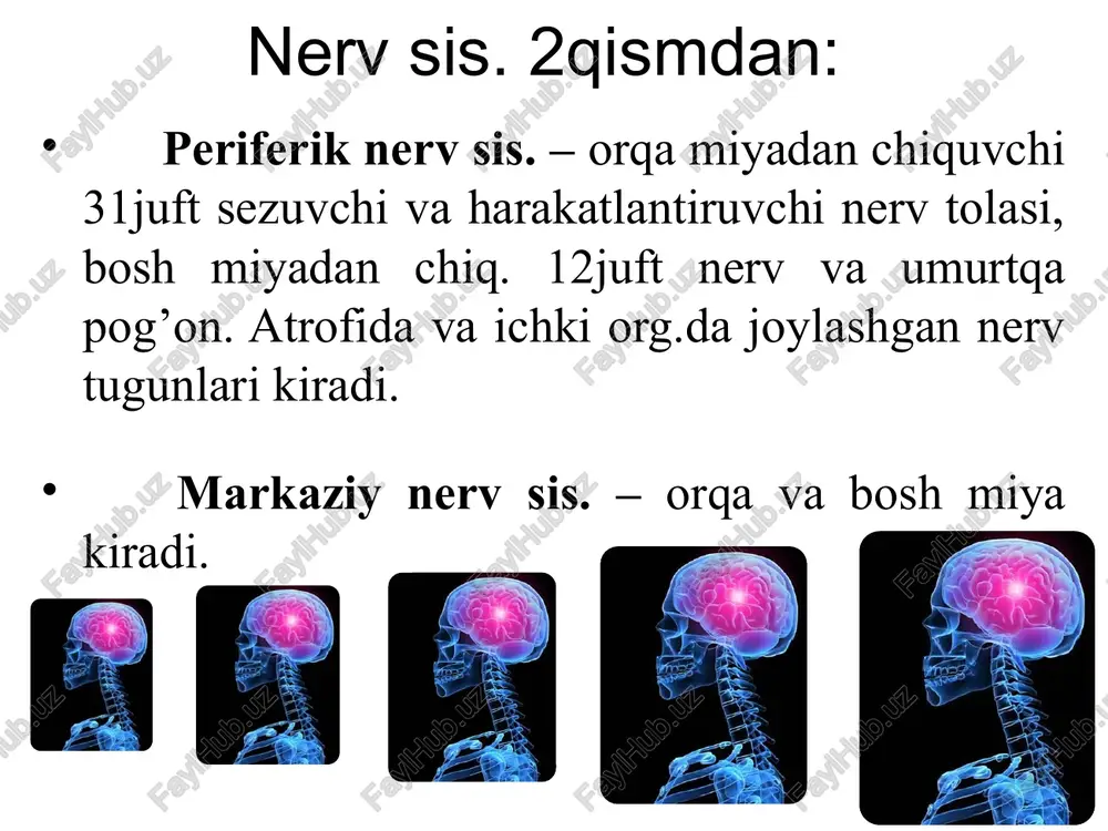 nervsistemasi - Page 3