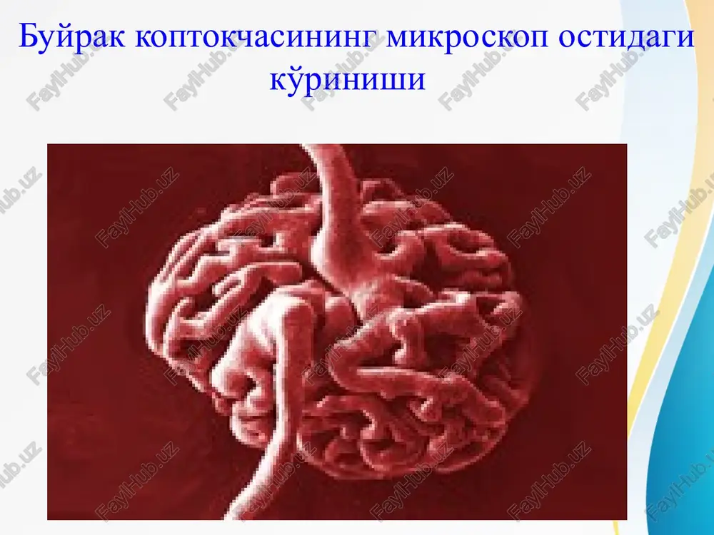 s buzilishi yuts buzilishi ↑ n2o reabsorbtsiyasi ↑ na reabsorb tsiyasi gipergidratatsiya otsk ortishi gipertonik sindrom giper na+ giper k+ mg+ shishlar yuts buzilishi siydik sindromi proteinuriya gematuriya tsilindruriya o'tkir nefrit klassifikatsiya: birlamchi ikkilamchi aniq etiologiyali (bakterial, virusli, parazitar) noaniq etiologiyali shartli immunologik immunokompleksli antiteloli klinik o'tkir surunkali patologik jarayon tarqalishi bo'yicha o'choqli diffuz lokalizatsiya bo'yicha intrakapillyar ekstrakapillyar yallig'lanish xarakteri bo'yicha ekssudativ proliferativ aralash tasnifi shakli buyrakdagi jarayon aktivligi buyrak funktsiyasi o'tkir glomerulonefrit 1 nefrotik sindrom bilan boshlang'ich belgilar paydo bo'lish davri funktsiyaning buzilishisiz 2 nefritik sindrom bilan belgilarning orqaga qaytishi buyrak funktsiyasini ng buzilishi 3 faqat siydik sindromi bilan kliniko-laborator remissiya o'tkir buyrak etishmovchiligi 4 ns gematuriya va gipertoniya bilan surunkali glomerulonefrit 1 nefrotik shakli avj olish davri funktsiyaning buzilishisiz 2 gematurik shakli qisman remissiya davri buyrak funktsiyasining buzilishi 3 aralash shakli to'liq kliniko-laborator remissiya surunkali buyrak etishmovchiligi yarim o'tkir kechishi surunkali buyrak etishmovchiligi 1- immunokompleks xosil qiluvchi glomerulonefrit …