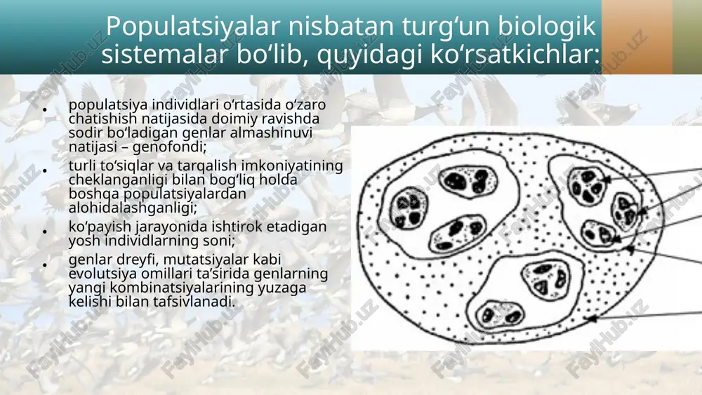 odatda, tug‘iluvchanlik oshgan sari populatsiyada organizmlar soni ortadi. o‘lim ko‘rsatkichi – vaqt birligida nobud bo‘lgan organizmlar soni. bu de mo grafik jarayonlarning xususiyatlaridan biridir. tug‘iluvchanlikka qarama-qarshi xususiyat bo‘lgan o‘lim tabiiy populatsiyalardagi organizmlar soniga ta’sir ko‘rsatadi. tug‘iluvchanlik normal kechayotgan sharoitda o‘lim ko‘rsatkichiga qarab populatsiyadagi organizmlar sonining kelajakda o‘zgarishini bashorat qilish mumkin. populatsiyadagi individlar sonining ortish tezligini tug‘uluvchanlik va o‘lim ko‘r satkichlari o‘rtasidagi nisbat belgilab beradi. tug‘iluvchanlik va o‘lim ko‘rsatkichlari nisbatiga ko‘ra quyidagi populatsiyalar farqlanadi: barqaror populatsiya, bunda tug‘iluvchanlik va o‘lim ko‘rsatkichlari teng, organizmlar soni bir miqdorda bo‘ladi: kamaymaydi va ko‘paymaydi, areali kengaymaydi va qisqarmaydi. image2.jpeg image3.png image4.jpeg image5.jpeg image6.jpeg image7.jpeg image8.jpeg image9.jpeg image10.jpeg image11.jpeg image12.jpeg image1.jpeg /docprops/thumbnail.jpeg
