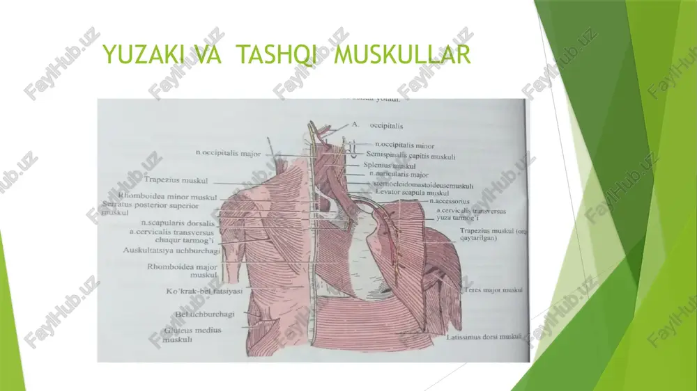 orqaning yuzaki muskullari va ularning anatomik tuzilishi - Page 3