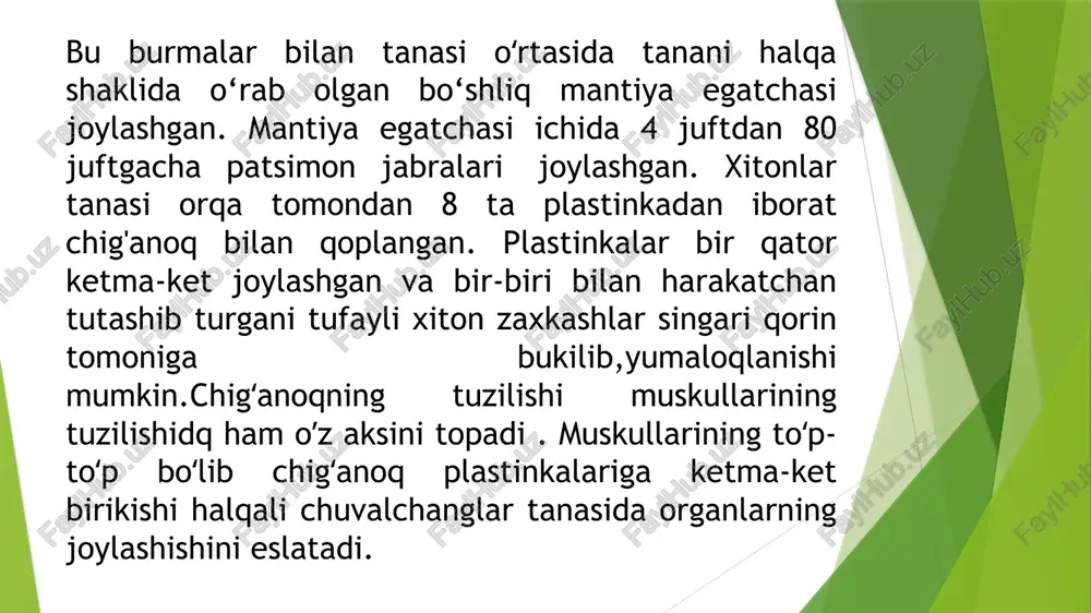 qalqondorlar yaʼni xitonlar (loricata, polyplacophora) sinfi - Page 3