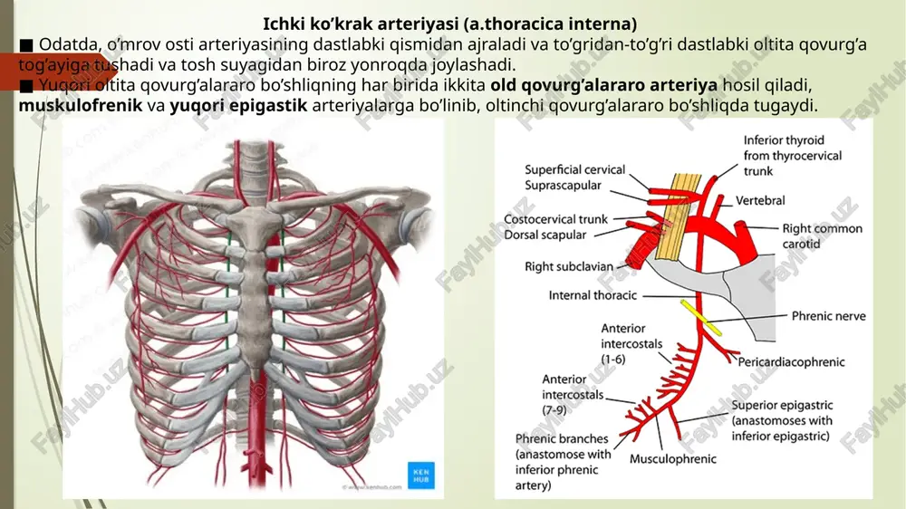 i tushiradi subkostal (subcostalis) pastki qovurg’alarning ichki yuzasi burchaklari yaqinida 2-yoki 3- qovurg’alarning yuqori chegaralari pastida interkostal qovurg’alarni ko’taradi image1.jpeg image2.jpeg image3.png image30.png image4.png image5.png image6.png image7.jpeg image8.png image9.png image10.png image11.jpeg image12.png image13.png image14.jpeg image15.jpeg image16.jpeg image17.jpeg image18.jpeg image19.png /docprops/thumbnail.jpeg